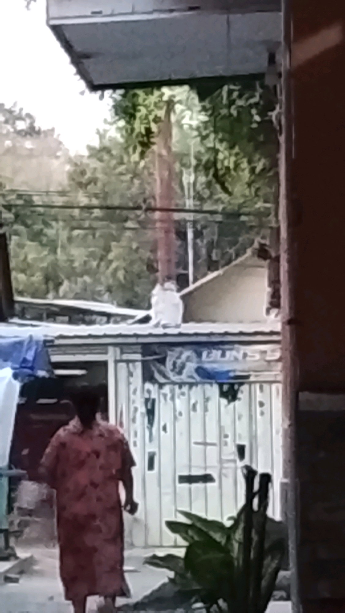 In the city of Ujungrusi, Indonesia, a person wearing a long, patterned dress walks away from the camera. The individual is moving towards a white door with vertical panels and what appears to be a mail slot. In the background, on a corrugated metal roof, a white cat is perched, facing a tall, thin object that extends upwards, possibly a pole or antenna, with some foliage visible behind it. Overhead, electrical wires are strung across the scene, and trees with lush green leaves form a backdrop against a bright sky. The environment appears to be an outdoor, residential area, with a mix of structures and natural elements.