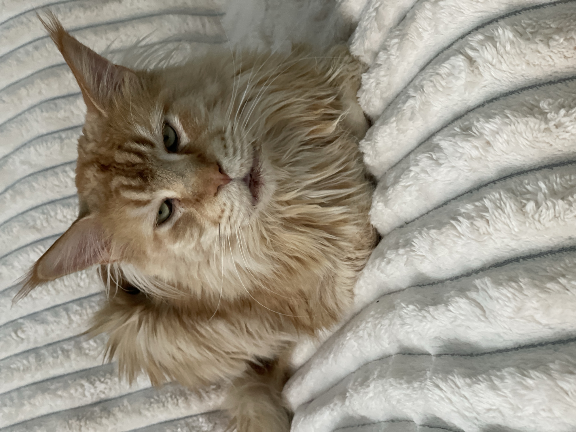 A ginger-colored Maine Coon cat with green eyes is lying on a white, fluffy blanket with gray stripes. The cat has prominent ear tufts and a thick mane of fur around its neck. It is looking directly at the camera with a somewhat stern expression. The background is out of focus but appears to be a soft surface, possibly a couch or bed, also covered with the same striped blanket. The image is a close-up shot, focusing on the cat's face and upper body. There is no discernible information about the city of Rozsoshentsi, Ukraine, in the provided image or its crops.