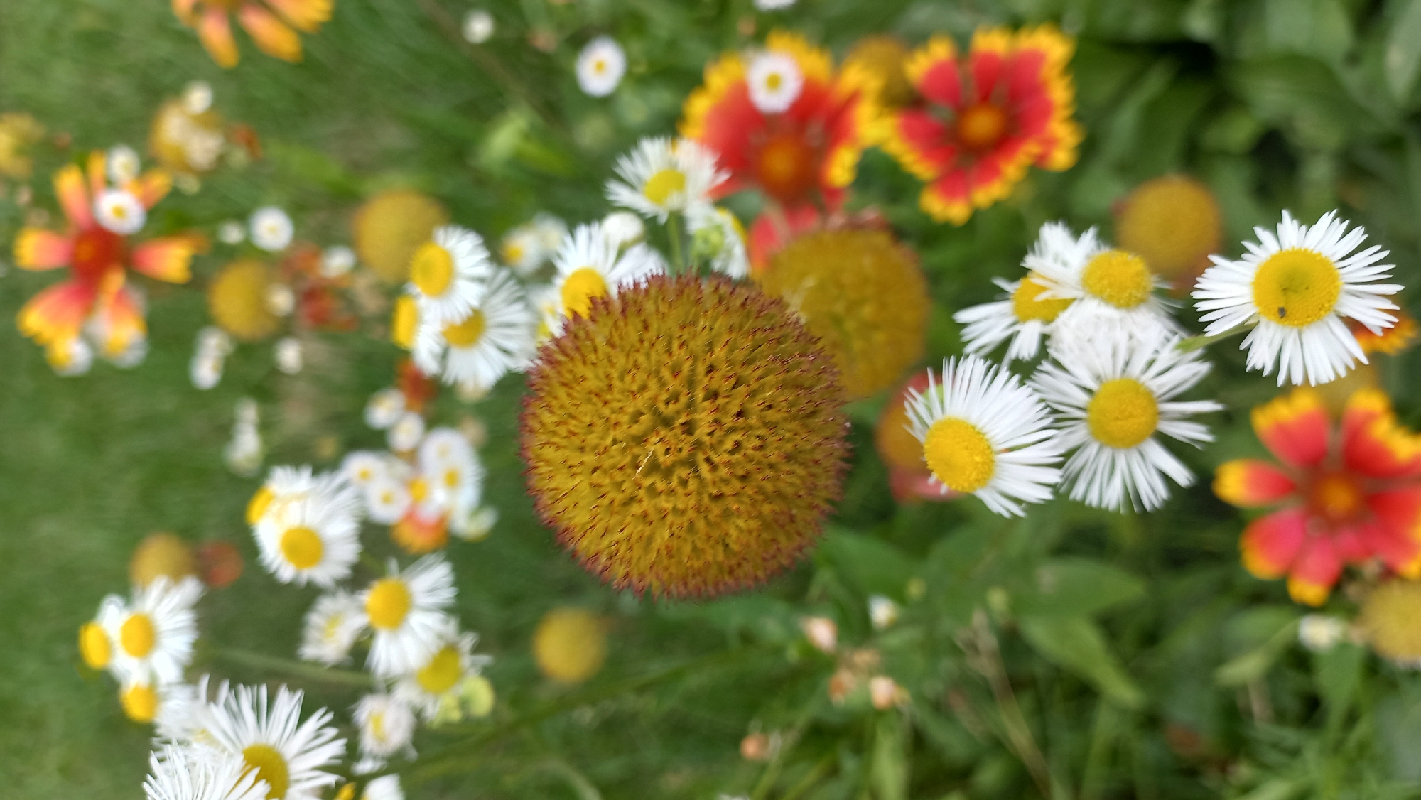 The image is a close-up, slightly out-of-focus shot of a variety of wildflowers. The dominant subject is a round, spiky, yellow flower with red tips in the foreground, slightly left of center. Surrounding it are numerous smaller white flowers with yellow centers, resembling daisies, and some larger, blurry flowers with red and yellow petals. The background consists of green foliage and grass, suggesting an outdoor setting. The image quality is low due to a lack of sharp focus. The location in Zhlobin, Belarus cannot be determined from the visual information provided.