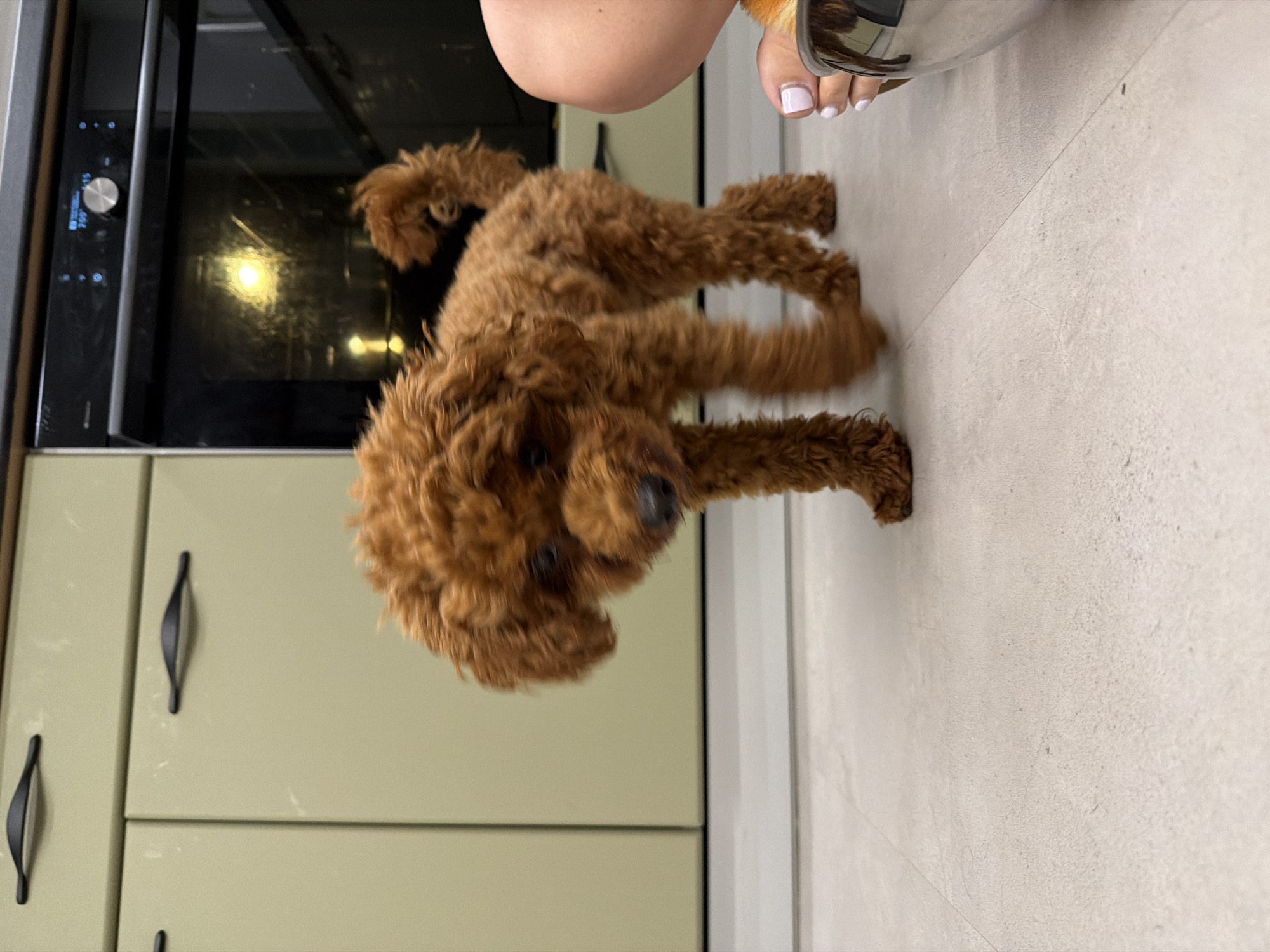 A small, brown poodle with curly fur stands on a light-colored tiled floor in what appears to be a kitchen. The dog is in motion, with its front legs blurred. To the right of the dog, a person's bare foot with white toenail polish is visible, positioned next to a silver bowl. In the background, there are light-colored kitchen cabinets with black handles and a black oven with a glass door, reflecting a yellow light. The scene is indoors, and there is no indication of the city of Sofia, Bulgaria.