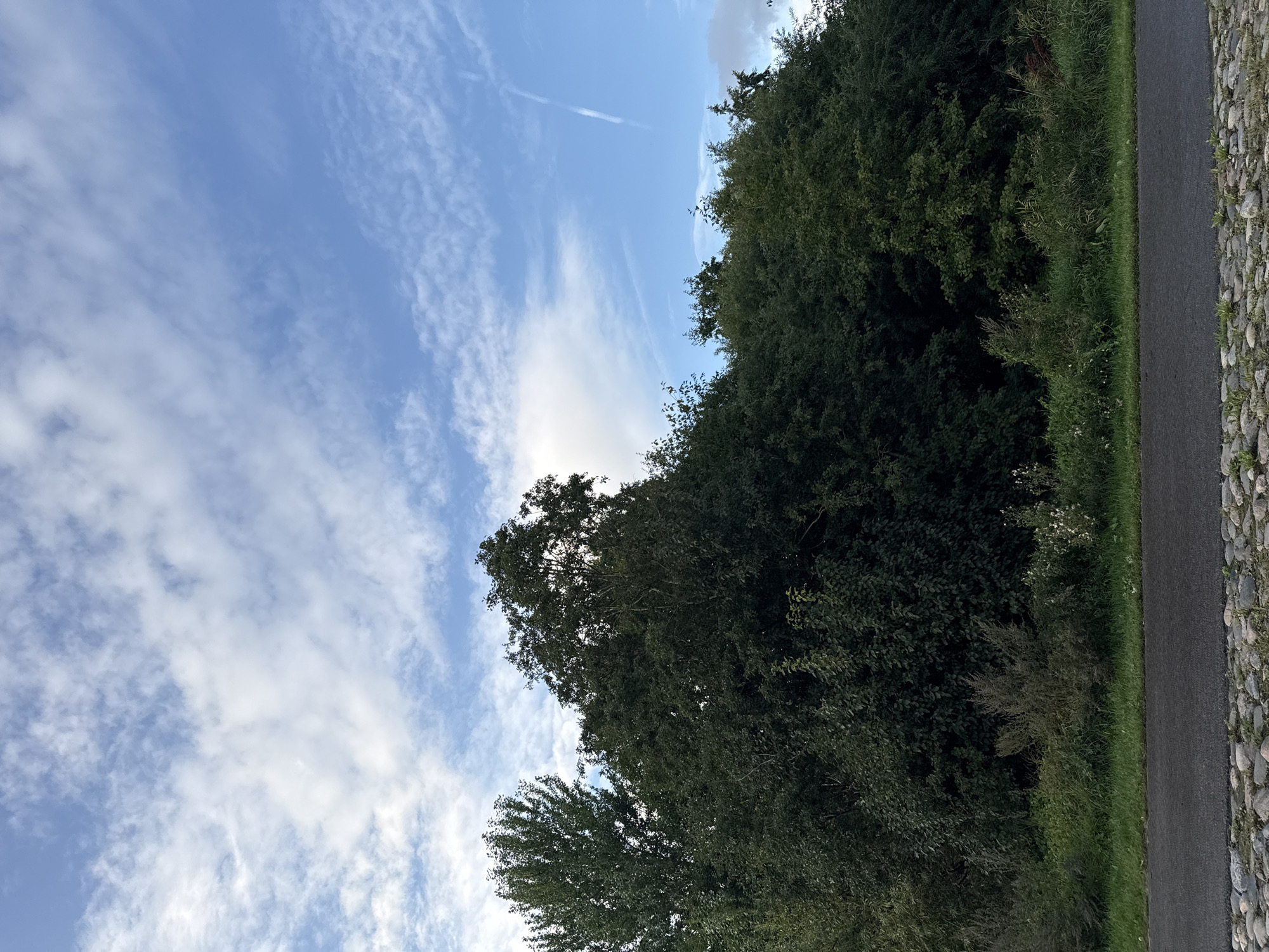 The image depicts a paved pathway with a cobblestone border in the foreground, bordered by a grassy verge and dense green foliage. A line of mature trees with dark green leaves forms the backdrop, silhouetted against a bright blue sky dotted with white, wispy clouds. A faint contrail from an aircraft is visible in the upper right quadrant of the sky. The scene is outdoors and appears to be a park or natural area, given the abundance of trees and undergrowth. The lighting suggests it is daytime, possibly late afternoon or early morning due to the soft quality of light. There are no people or animals visible in the frame, and no discernible man-made structures apart from the pathway. The overall impression is one of natural scenery.