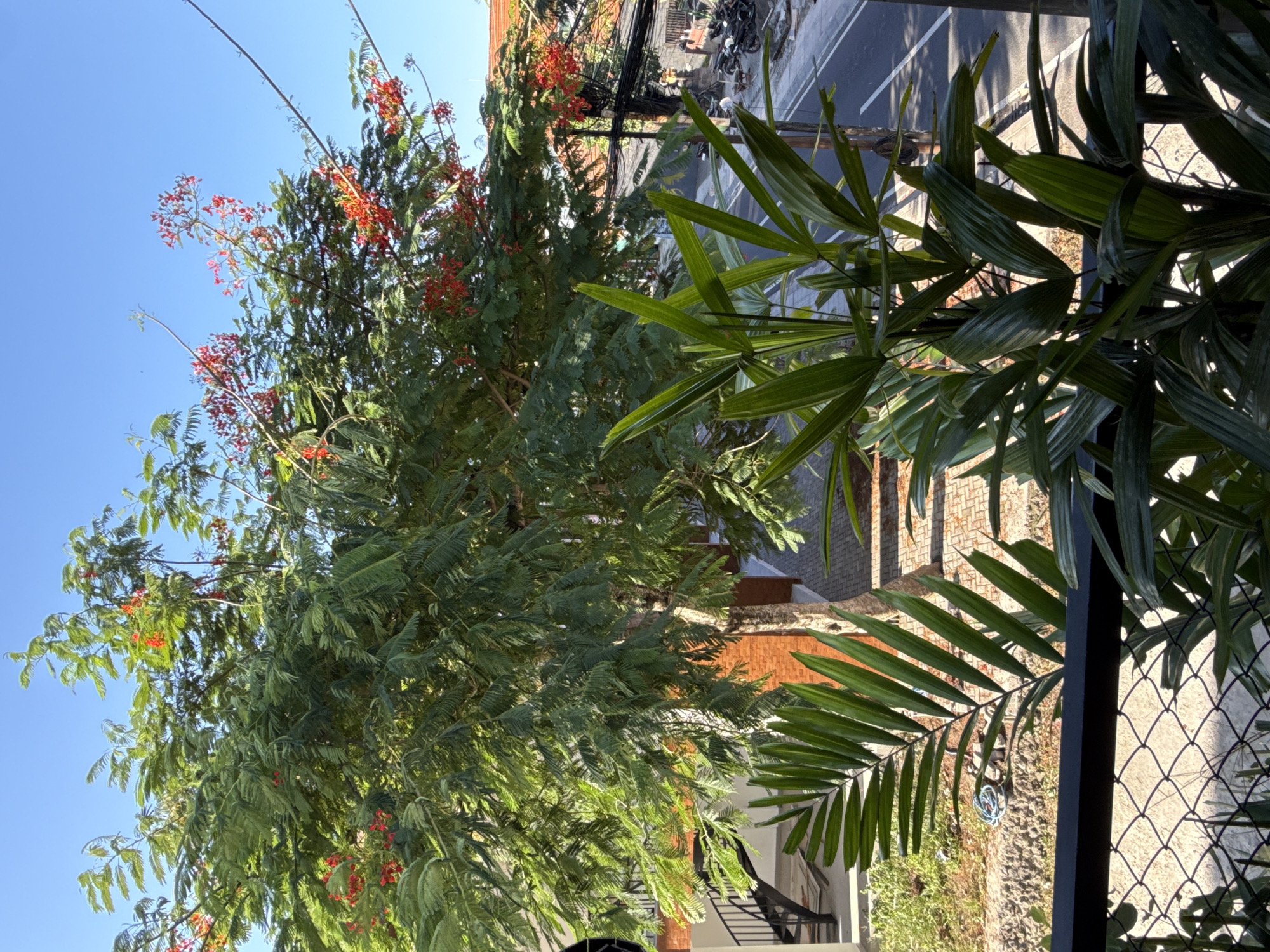 A street scene is captured from an elevated perspective, possibly a balcony or high window, in North Kuta, Indonesia. A vibrant tree with small, red flowers dominates the left side of the frame, contrasting with the clear blue sky. The branches extend over the edge of a brick building, with glimpses of steps and the front of a building. Utility poles and a complex web of electrical wires stretch across the street in the background, over a street where motorcycles are parked. In the right foreground, dense greenery, likely a potted plant or bush, obscures part of the view through a black metal safety fence. A section of the road is also visible in the background.
