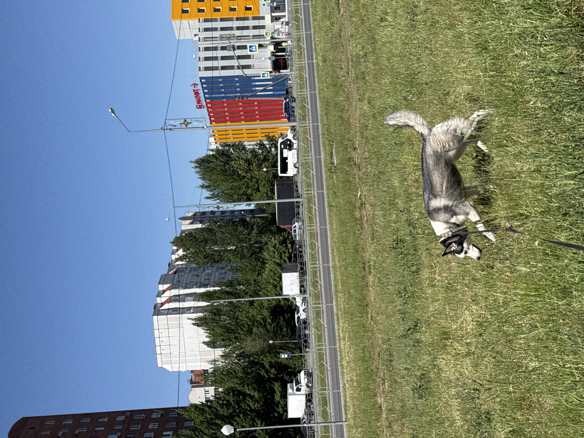 A husky is on green grass near a street and buildings under a clear blue sky. The dog is gray and white with a black collar and a leash attached. Buildings in the background are varied in color and height. A street with parked vehicles is visible along the edge of the grass. Streetlights are also visible. The picture is rotated 90 degrees counter-clockwise. The city is Unkown, Unkown.