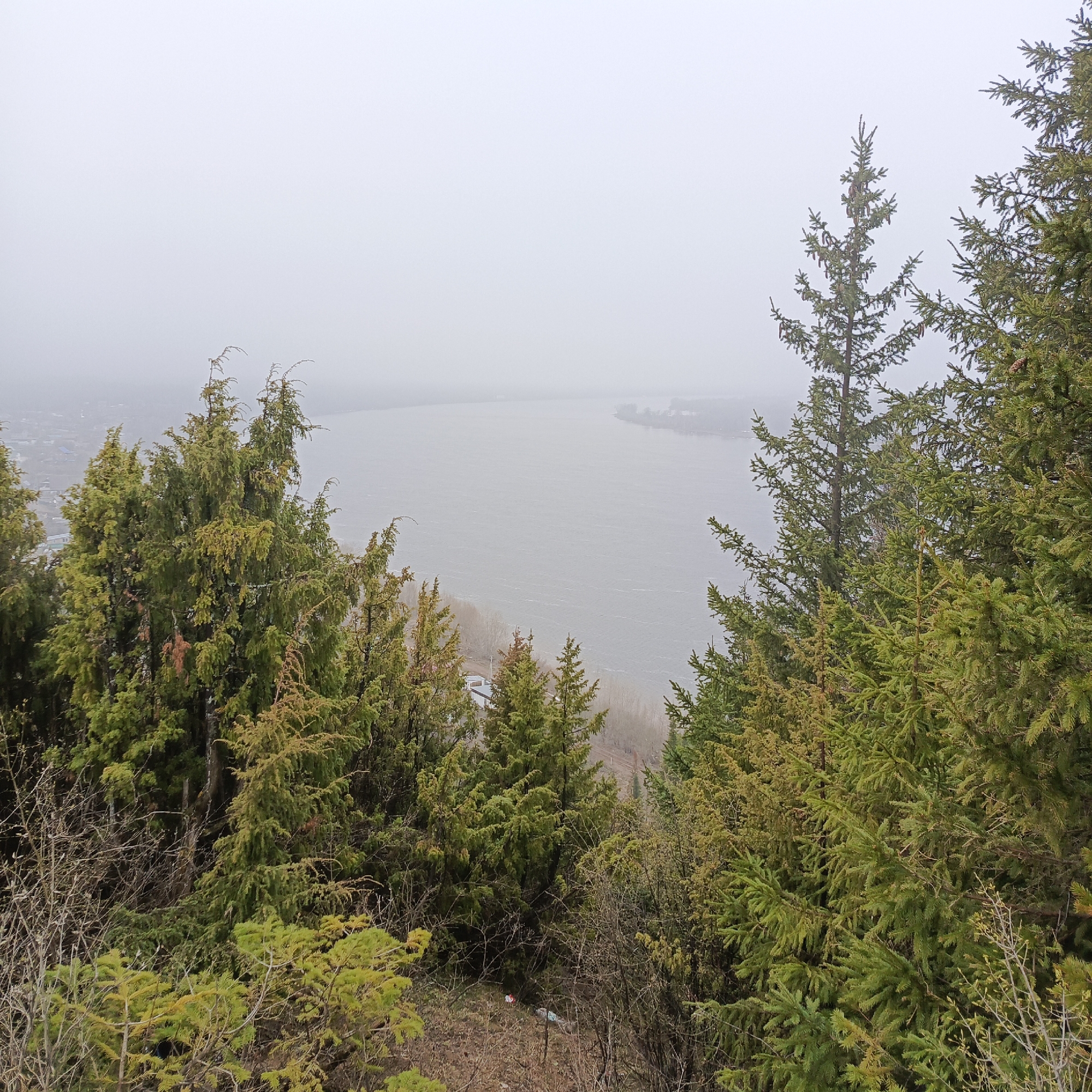 This is an elevated view of a natural landscape in Ольховка, Russia, dominated by overcast and misty weather conditions. The scene is characterized by a wide body of water, likely a river or large lake, stretching across the mid-distance and fading into a dense, grey haze towards the horizon. The water surface appears somewhat choppy or rippled, suggesting a light wind.
In the foreground and midground, numerous evergreen trees, predominantly spruces and possibly some junipers, frame the view, their branches and needles forming a dense green barrier on either side and along the lower slopes. The trees vary in shade from vibrant green to a duller, yellowish-green. Below the trees on the near side, a narrow strip of land, possibly a bank or shoreline, is partially visible, with hints of bare deciduous trees and some distant structures. On the far side of the water, a faint outline of land and what appears to be a small settlement or buildings can be discerned through the mist.
The overall atmosphere is quiet and somewhat muted due to the heavy cloud cover, which significantly reduces visibility and creates a soft, diffused light. There are no people visible in the image. Notable details include the thick growth of coniferous trees, which appear healthy, and some scattered litter (a red and white object and a light blue plastic item) visible amongst the bare branches on the ground in the lower foreground, indicating human presence, despite the absence of people. There is no visible text in the image. The time of day is daytime, but the overcast conditions make it difficult to determine specific morning or afternoon light.