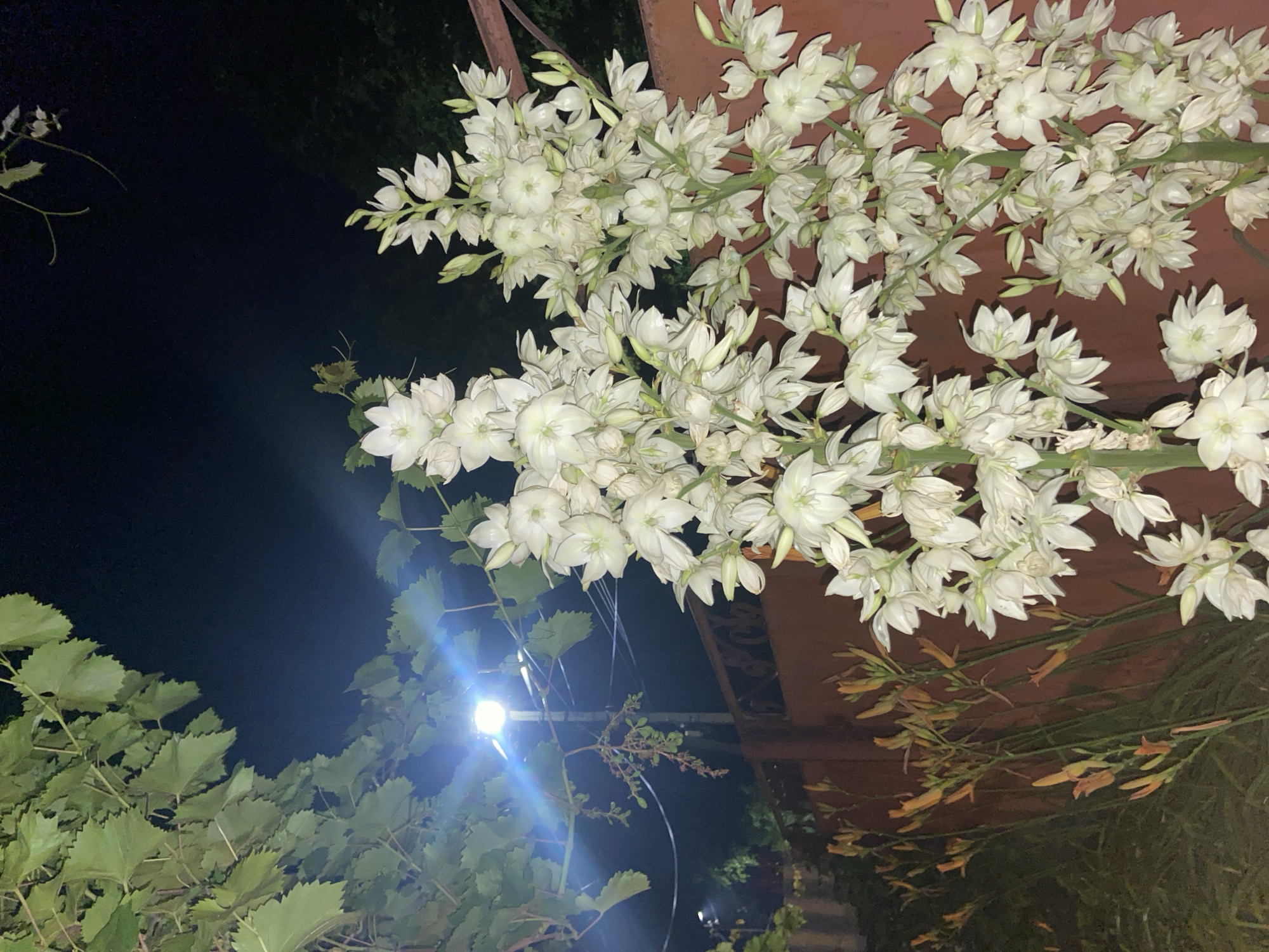 In Yegorlykskaya, Russia, an outdoor nighttime scene features a large cluster of white yucca flowers in bloom, cascading down from the right side of the frame. The flowers are illuminated by a bright overhead light fixture with lens flare visible, situated behind green grapevines in the upper left quadrant. A brown fence runs horizontally across the mid-ground. To the left of the yucca flowers, a line of orange daylily buds or partially opened flowers is visible. The background is dark, suggesting it is night, with some faint greenery in the far background. No people are present in the image.
