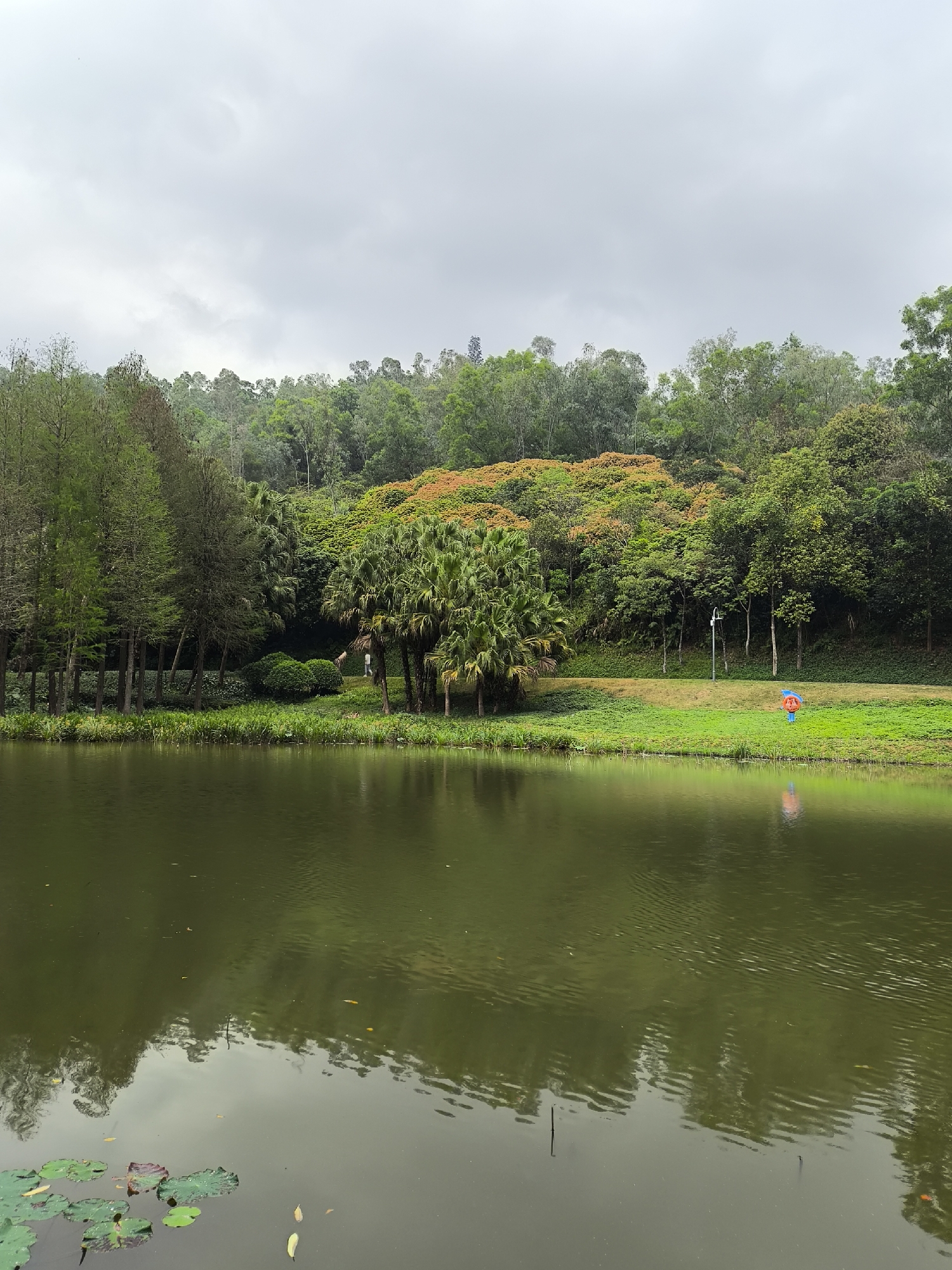 The image depicts a lake in a park setting in the Longgang District, China. The water surface is calm with reflections of the trees and sky. Lily pads are visible in the lower left corner. The shoreline is lined with green grass and a variety of trees, including palm trees and trees with orange foliage. A person stands on the grass, wearing an orange top and holding a blue umbrella. The sky is overcast.
