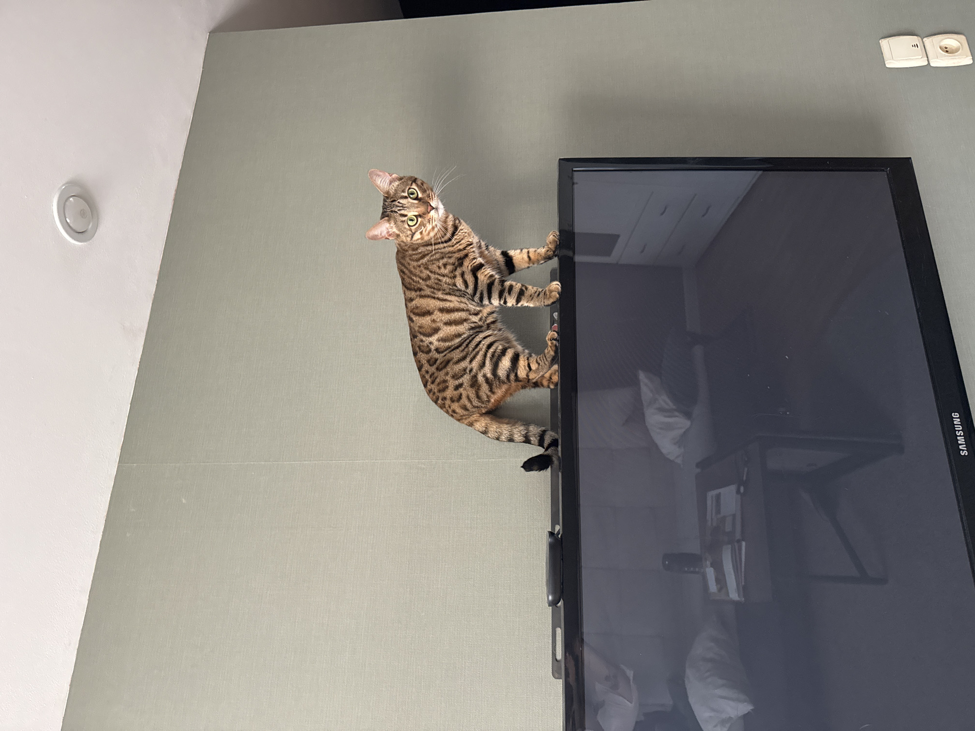 A tabby cat clings to the side of a Samsung television mounted on a light-green wall. The cat is looking upward and to the left. The wall has an electrical outlet and a circular light fixture. The reflection on the TV screen shows a white pillow, a table, and what appears to be a nightstand. The location in Votkinsk, Russia, is not identifiable from the image.