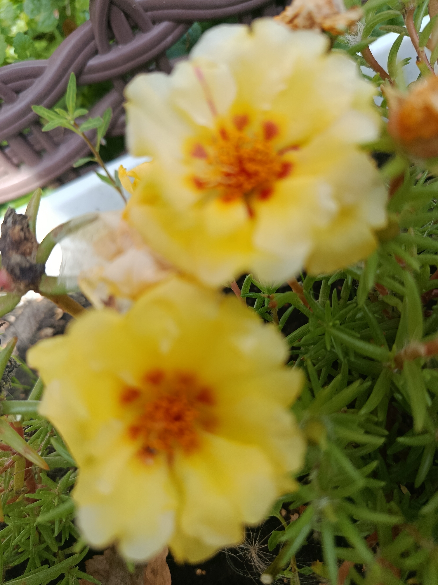 The image is a close-up, slightly blurry photograph of yellow flowers with orange centers, likely in a garden or on a balcony. Green foliage and a dark brown braided object, possibly part of a planter or furniture, are also visible in the background. There is no information to suggest the location is in Chik, Russia.