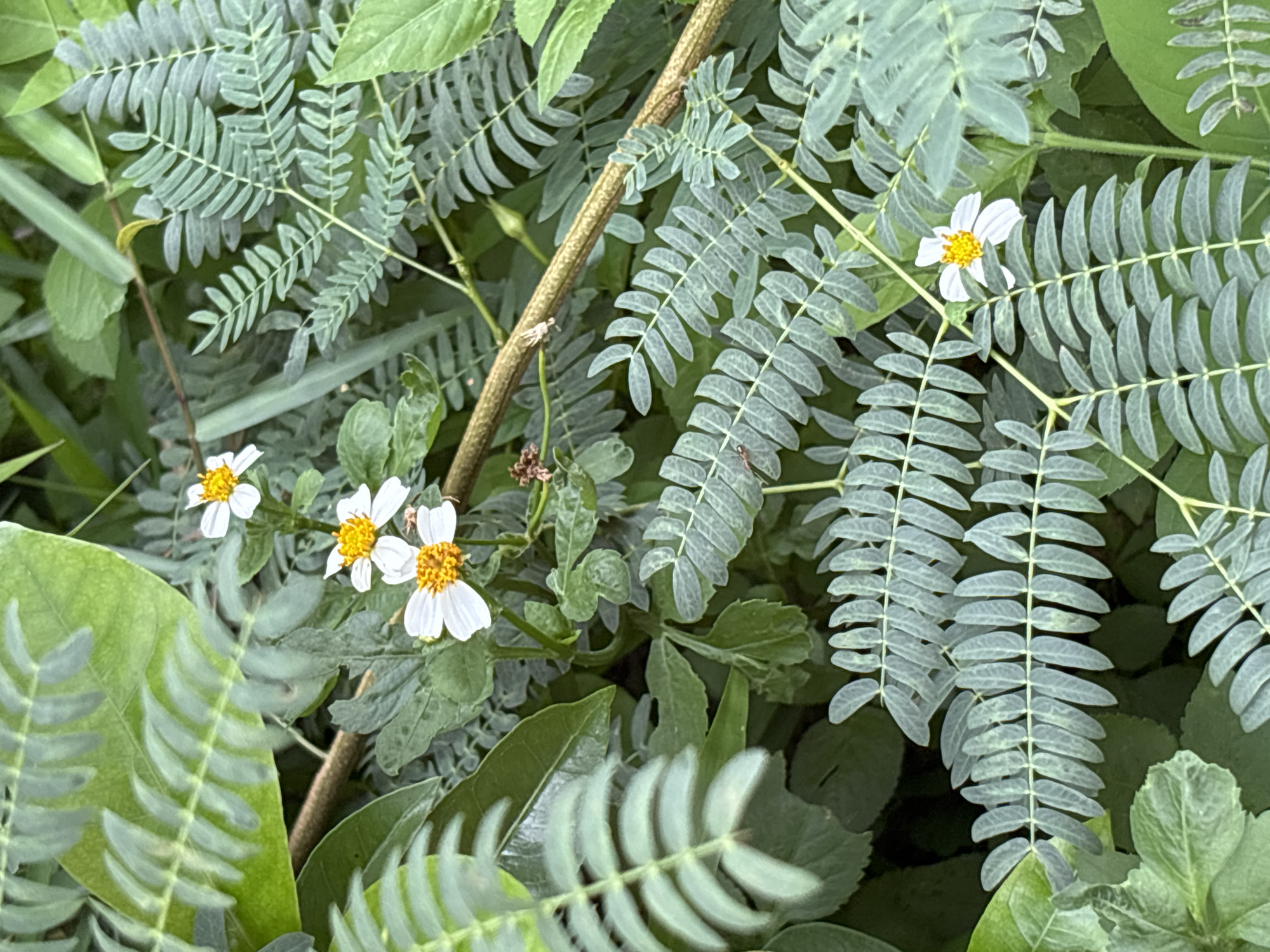 The image shows a close-up view of white and yellow wildflowers amidst lush green foliage and a brown vine. The wildflowers are small with white petals and yellow centers. The foliage consists of finely divided, feathery leaves in shades of green and grayish-green, interspersed with broader green leaves. A thick, textured brown vine runs diagonally across the frame. The scene appears to be a natural outdoor environment, likely a garden or park, with no people or specific landmarks indicating a location within บ้านบางรักษ์, Thailand.