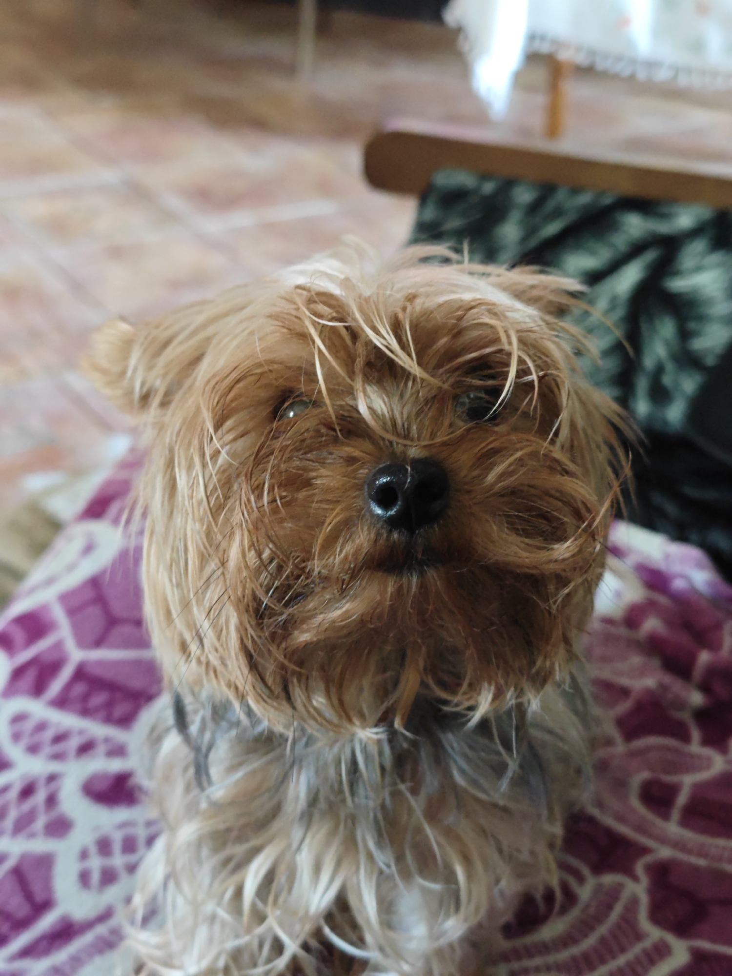 A close-up, low-angle shot shows a small, tan-colored Yorkshire terrier looking directly at the camera. The dog's fur is somewhat disheveled and appears damp. Its nose is black and prominent, and its eyes are dark. The dog is seated on a surface covered with a purple fabric featuring a white, geometric pattern. In the background, out of focus, is a tiled floor and a table with a white tablecloth, suggesting an indoor setting. The image does not contain any identifiable landmarks or elements that would place it specifically in Toksovo, Russia.