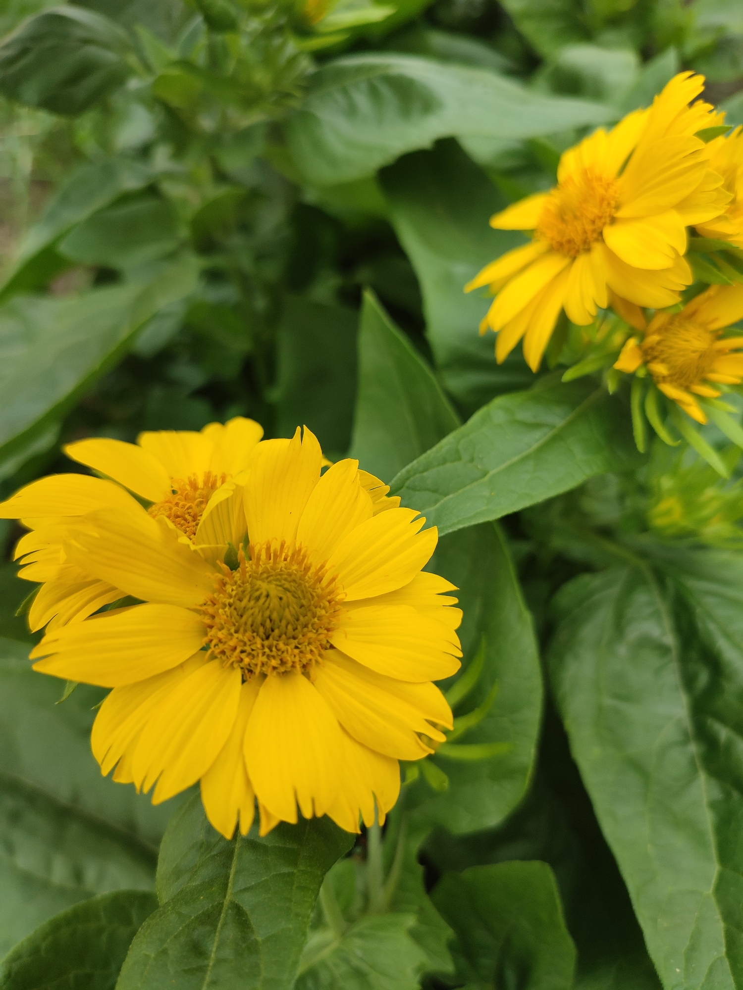 The image shows a close-up view of bright yellow flowers with green foliage. The flowers appear to be a type of daisy or sunflower with ray florets and a central disc. The foliage is dense and a deep green. The lighting suggests it is daytime, likely outdoors. The scene is a natural setting with no visible man-made structures or urban elements. The photograph's composition focuses on the details of the flowers and leaves, with a shallow depth of field blurring the background. No people or specific actions are depicted. The location is not specified in the image or its context.