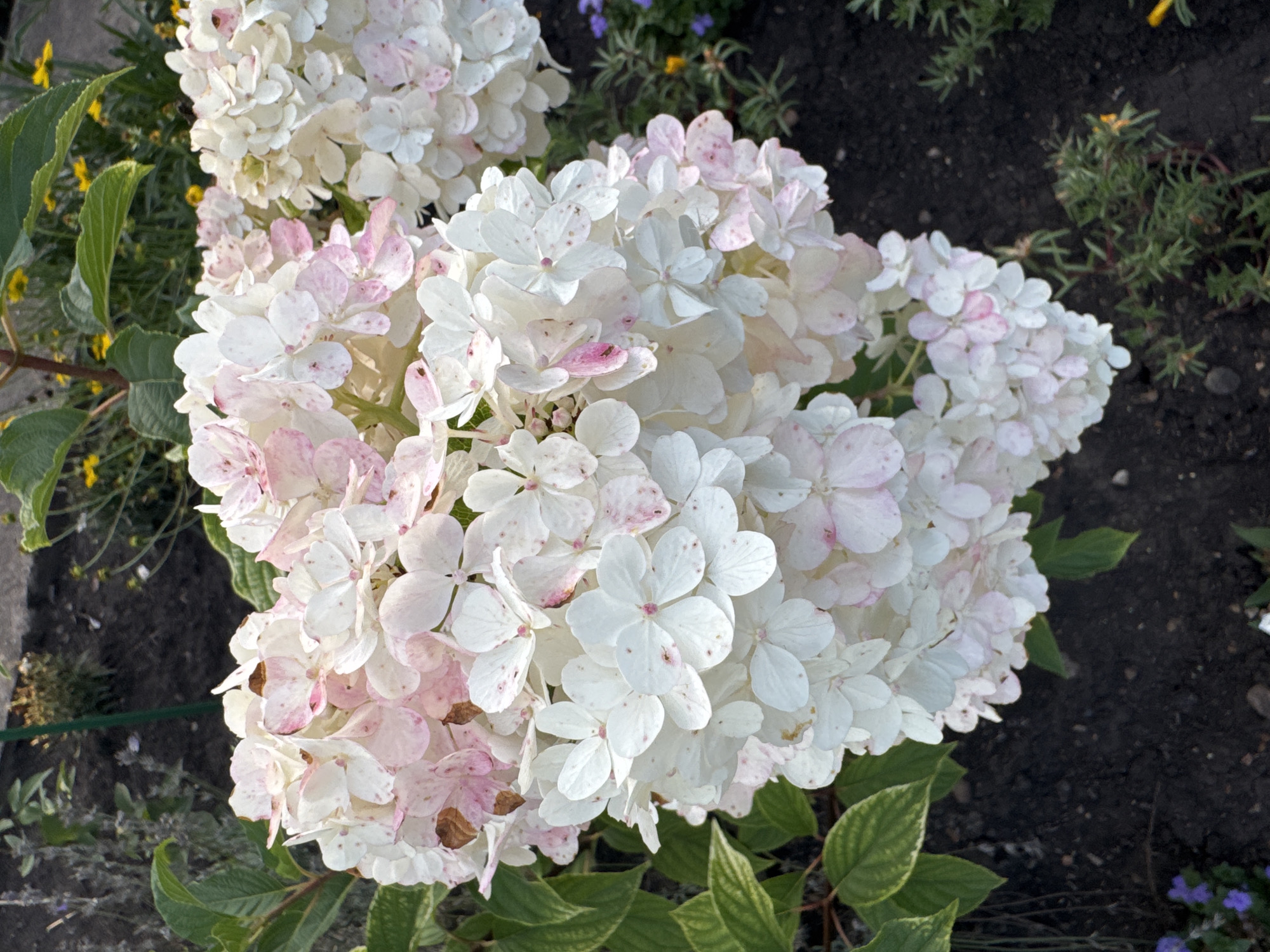 In Rannii Rassvet, Russia, a cluster of white and pale pink hydrangeas is the primary subject. The flowers are in full bloom, with some petals showing brown discoloration. The hydrangeas are situated in dark soil, which appears to be part of a garden bed. In the background, out of focus, are green leaves and hints of yellow flowers, suggesting a lush outdoor environment. The lighting indicates it is daytime, with soft sunlight illuminating the flowers. There are no people or animals visible in the image.