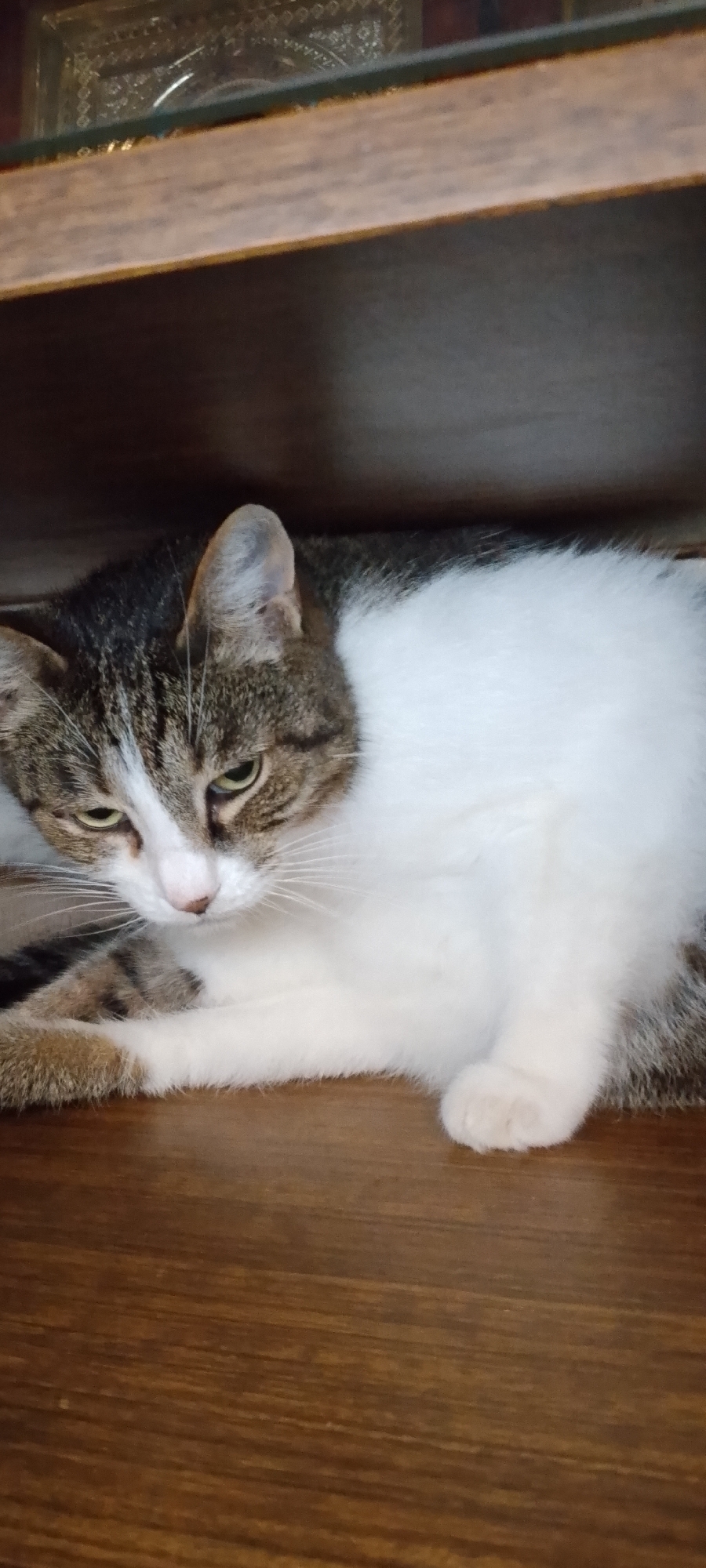 A tabby and white cat is lying on a wooden surface. The cat is facing towards the left of the frame, with its head slightly lowered and its eyes partially closed. The cat's fur is a mix of brown, grey, and white. The wooden surface appears to be a shelf or table. In the background, there is a hint of another shelf above, with some decorative elements visible on it. The lighting in the image is dim. There are no people present in the image. The scene does not provide any specific information to determine its location within the city of Belgorod, Russia.