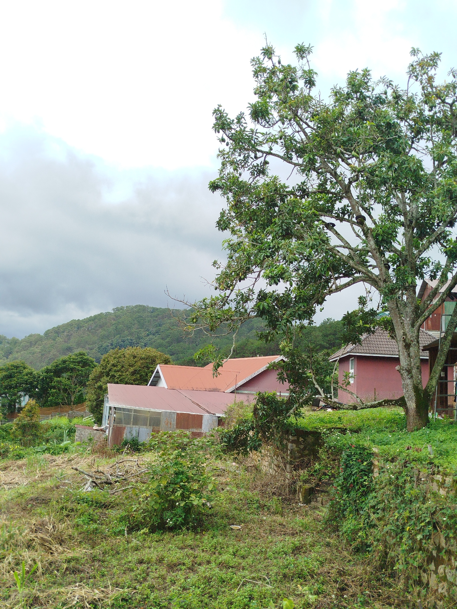 The image shows a rural scene in Da Lat, Vietnam. In the foreground, there is a grassy slope with some dry brush and scattered branches. Further up the slope, there are a few buildings with red-tiled roofs and corrugated metal walls. A large tree with green leaves and avocados stands to the right of the frame, partially obscuring one of the buildings. In the background, a forested hill rises under a cloudy sky. The overall impression is one of a peaceful, natural setting.