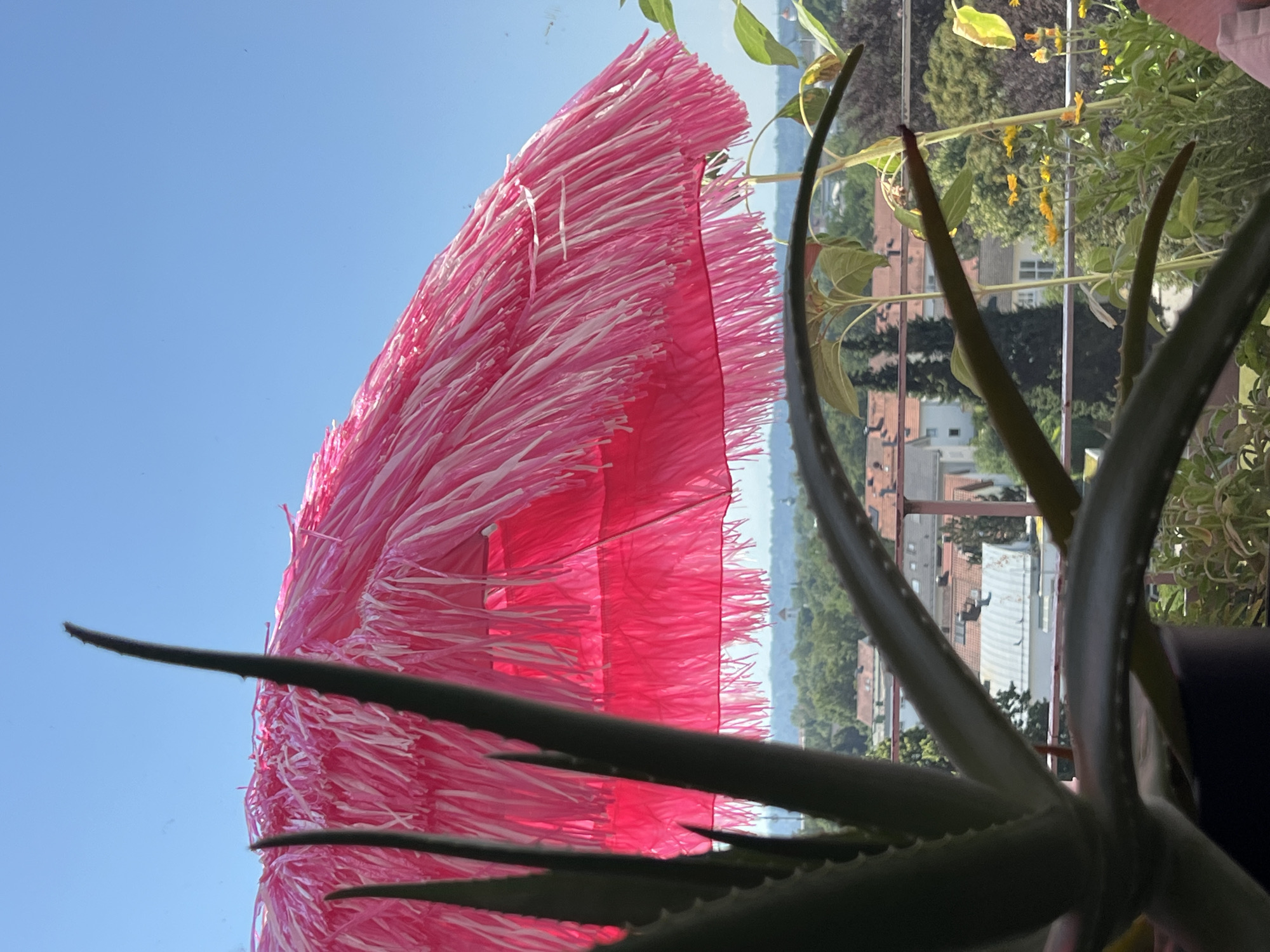 In Mühldorf am Inn, Germany, an aloe vera plant is in the foreground, its green leaves partially obscuring a vibrant pink fringed umbrella. The umbrella, likely used for shade, is positioned outdoors, suggesting a balcony or patio setting. Beyond the umbrella, a panoramic view of Mühldorf unfolds, with a cluster of buildings featuring red-tiled roofs and a church spire visible in the distance. The sky above is a clear, bright blue, indicative of a sunny day. Several other plants, including sunflowers and yellow flowers, are also visible, adding to the lush, green environment.