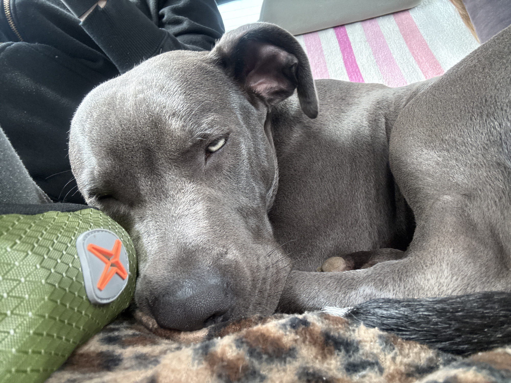 A grey-blue dog, likely a Great Dane or similar breed, is resting its head on a green object with an orange "X" on it, likely a toy. The dog is lying on a leopard-print blanket. The person is wearing a black jacket with a long sleeve and is near the dog. The background includes a pink and white striped surface. There is no visible information to suggest this scene is located in Kumanovo, Bulgaria.
