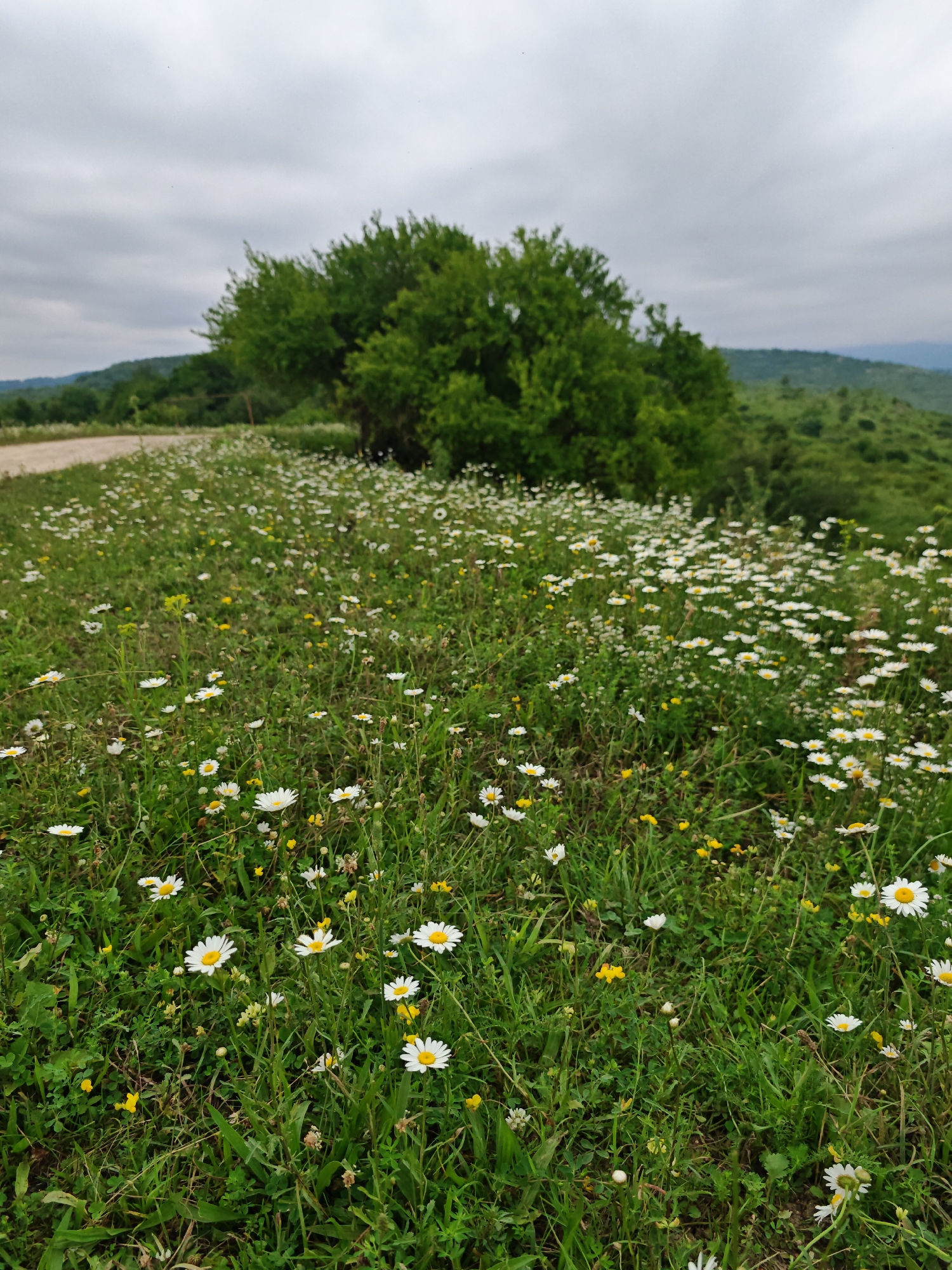 A low-angle, wide shot captures a field brimming with white daisies and small yellow wildflowers, interspersed with lush green grass. In the background, a large, dense green tree stands prominently on a gentle slope, with more rolling green hills and a cloudy sky beyond. A dirt road is visible to the left, curving away into the distance. The overall scene depicts a natural, outdoor environment. The location is the city of Enikali, Russia.