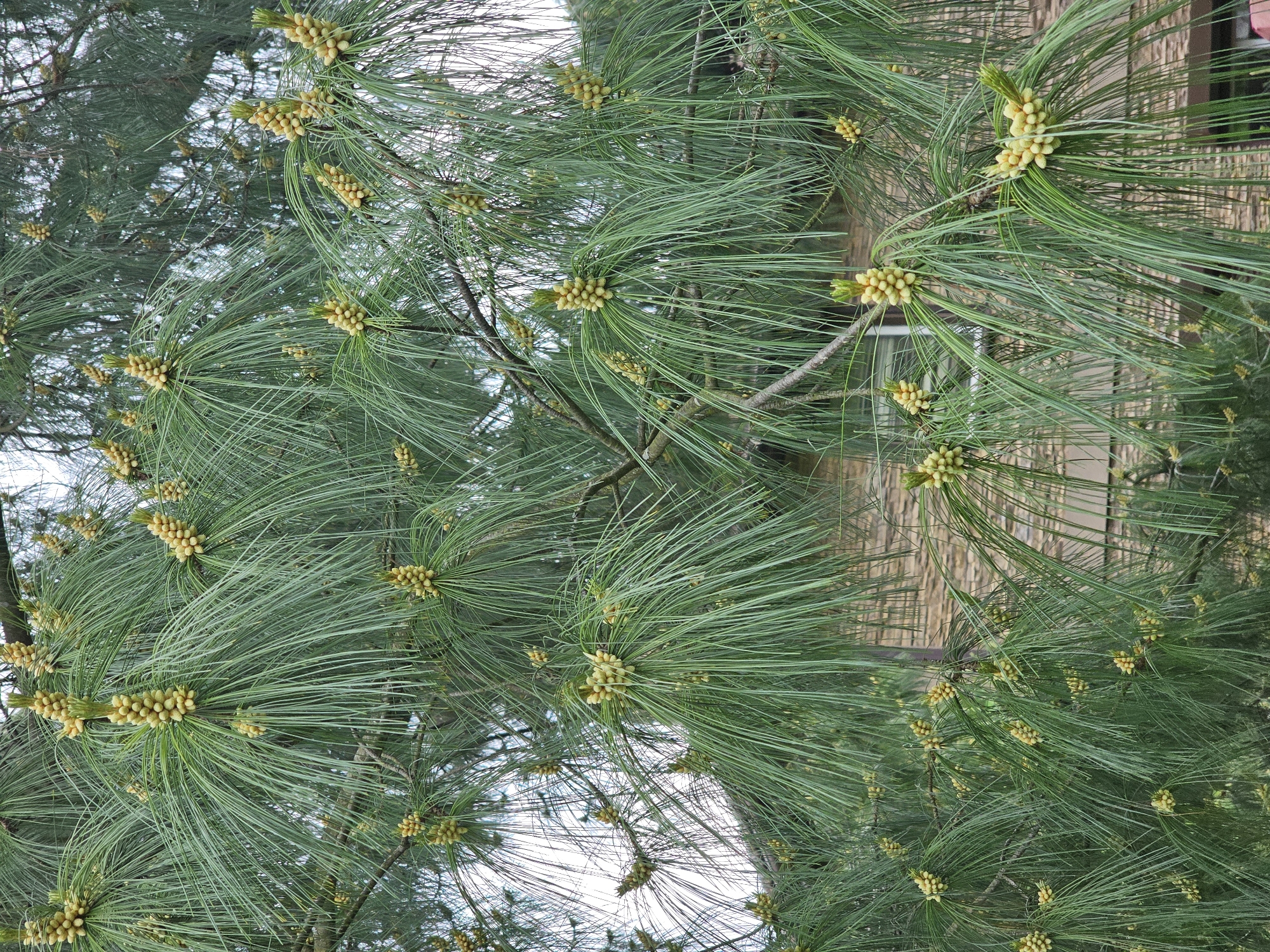 The image presents a close-up, vertical view of the branches of a conifer tree, most likely a pine, characterized by abundant long, vibrant green needles. Numerous small, ovoid clusters of light yellow to beige structures, identified as male pollen cones or strobili, are prominently featured at the tips of the branches and along the new growth. These cones indicate that the tree is in a reproductive phase, likely preparing to release pollen.
The needles are densely packed, creating a full and lush appearance for the foliage. In the blurred background, hints of other tree branches and a bright, overcast or clear sky are visible, suggesting an outdoor, daytime setting. On the right side of the image, partially obscured by the foliage, a building with a textured, brownish wall, possibly brick or siding, can be faintly discerned. No human activity or visible text is present in the image. The scene captures the intricate details of the pine tree's early spring growth and reproductive structures. The location is "Березка Снт (красногорский Р-н), Russia".