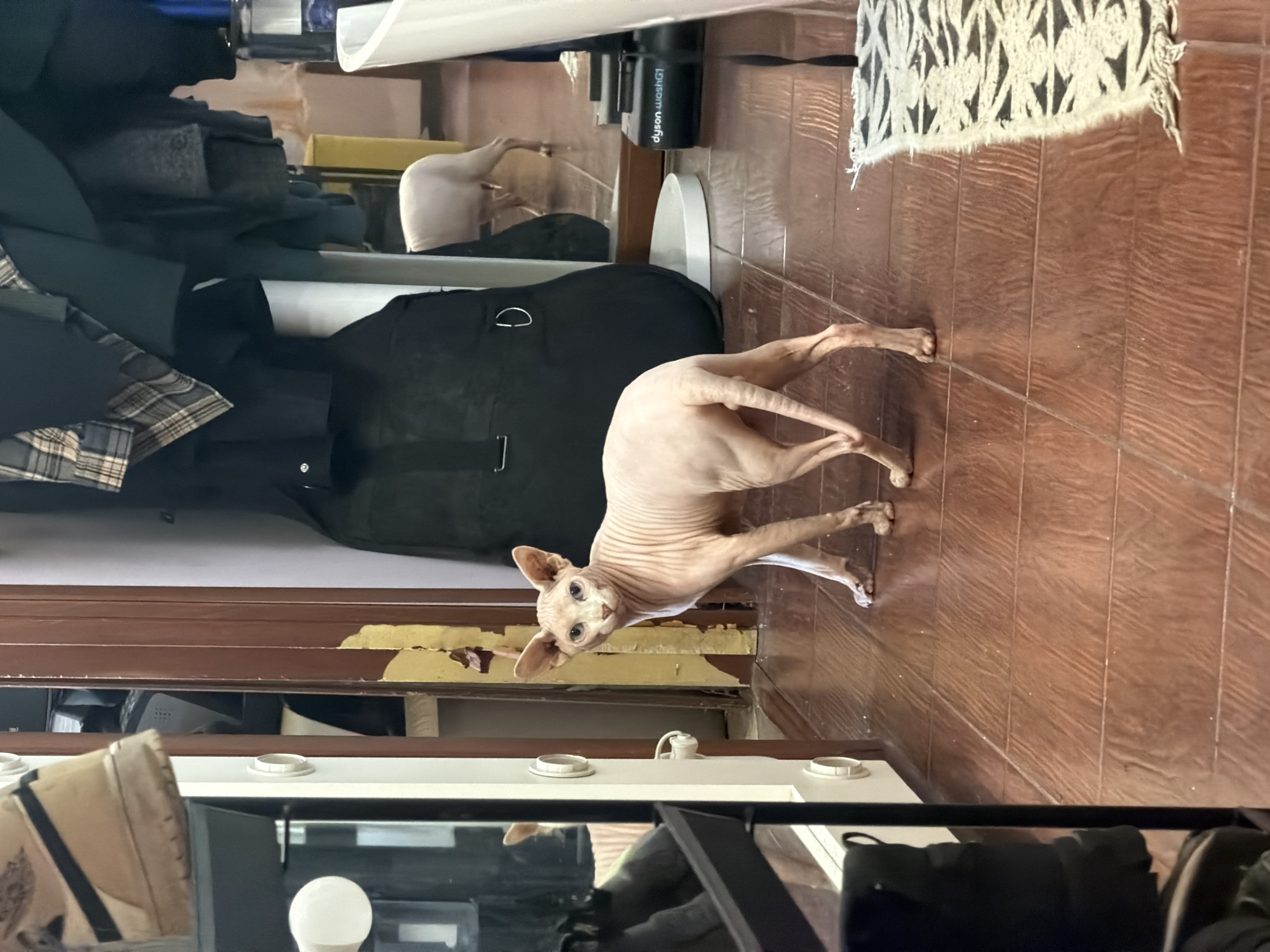 A tan Sphynx cat stands on a reddish-brown tiled floor. The cat is looking upwards and to the left of the frame. Above and to the left of the cat is a black gig bag. Behind the gig bag is a closet or wardrobe with various clothing items. Above and to the right of the cat is a Dyson vacuum cleaner and a small white rug. Below the cat and to the left is a makeup vanity with lights. No people are visible in the image. The location is likely indoors. There is no evidence to confirm that the location is Moscow, Russia.
