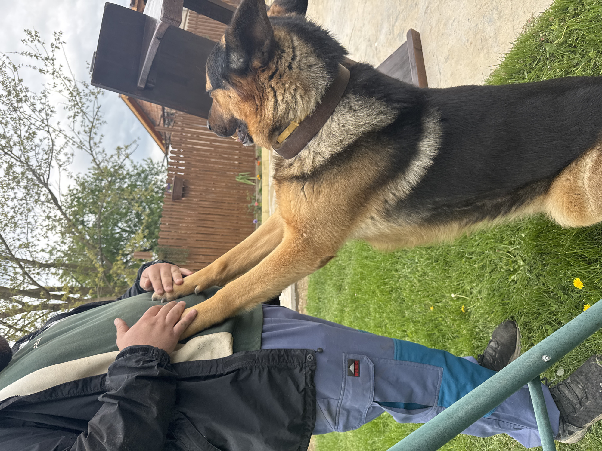 A medium-sized German Shepherd dog stands on its hind legs, front paws resting on a person's torso. The person wears a dark green shirt, light blue pants with cargo pockets, and a black jacket. The dog has a brown collar. The setting is outdoors with green grass and a wooden fence and building visible in the background. The location is Mechkarevo, Bulgaria, based on the reference to the city. A metal railing is visible at the bottom.