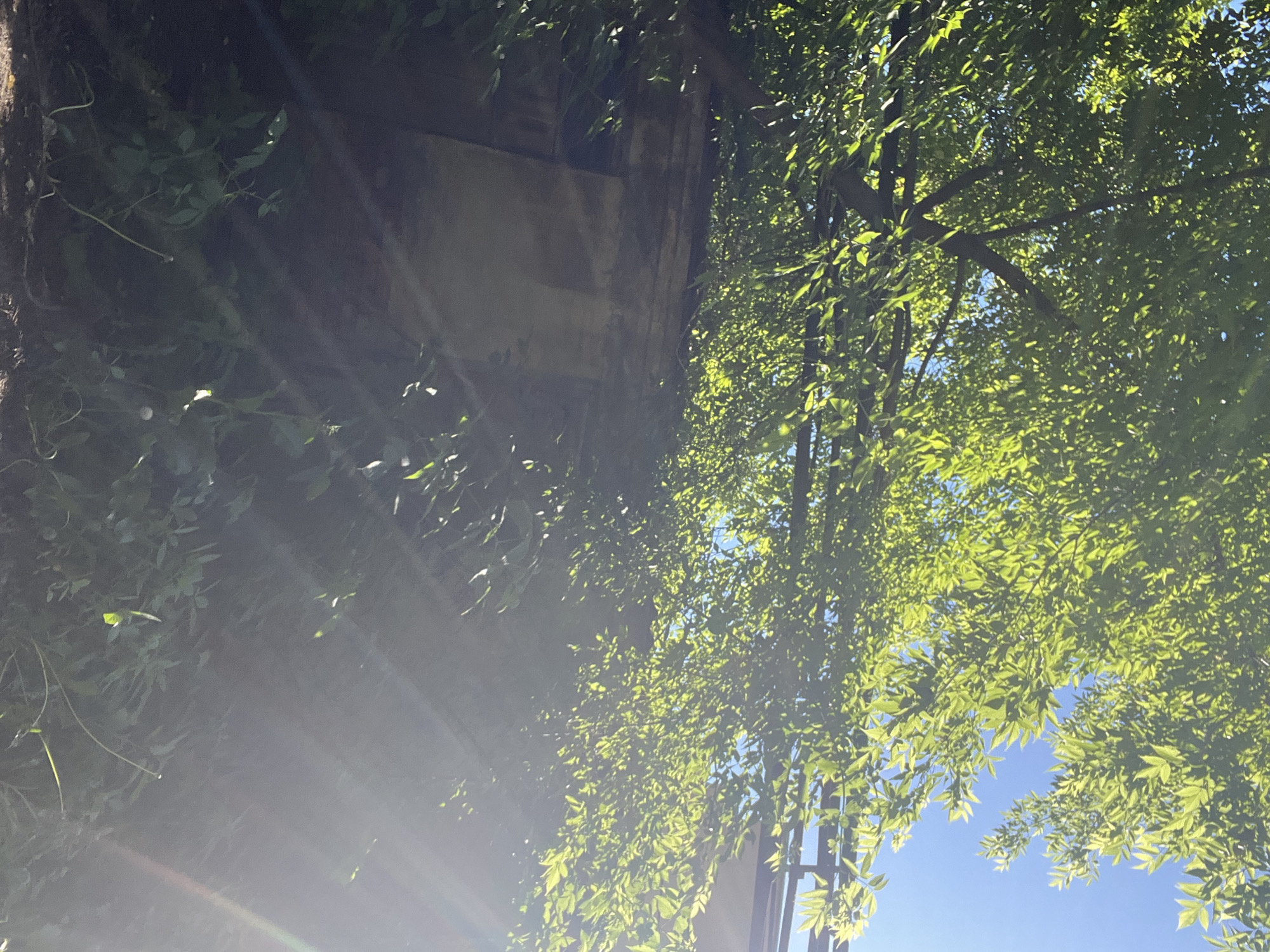 The image captures a close-up view of lush green foliage from a tree canopy, backlit by bright sunlight, suggesting it is daytime. The leaves are dense and vibrant, interspersed with sunlight filtering through, creating a dappled effect. Beneath the canopy, a weathered, light-colored wall or structure is visible, partially obscured by the leaves and shadows. The wall appears to have some architectural details, possibly indicating it's part of an older building or outdoor feature. The lower portion of the image shows more undergrowth and vegetation, with some visible rays of sunlight piercing through the scene, indicating a clear sky. The overall impression is one of an outdoor setting, possibly a park or a garden, with a blend of natural elements and man-made structures. Without further context or identifying markers, it is not possible to definitively ascertain the specific location within Kiselyovsk, Russia.