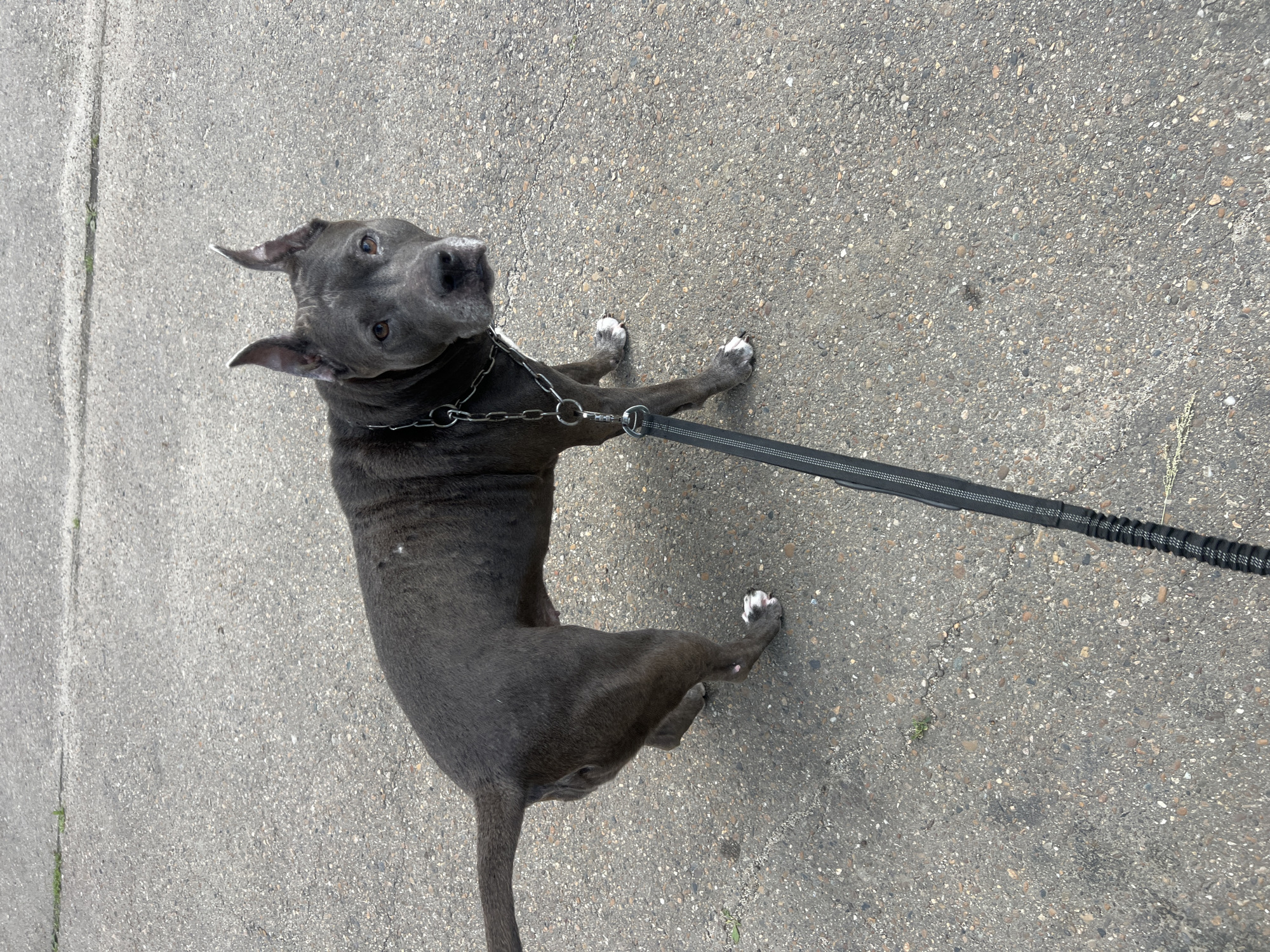 A medium-sized, muscular, grey dog with pointed ears and white markings on its paws stands on a cracked asphalt surface. The dog is wearing a silver chain collar and a black leash with a textured handle. The dog is facing the camera with its head slightly tilted. The background consists of more asphalt with faint cracks and some sparse green vegetation visible in the upper left corner. The scene appears to be an outdoor urban environment. There are no people visible in the image. The image is taken from a slightly elevated perspective, looking down at the dog.