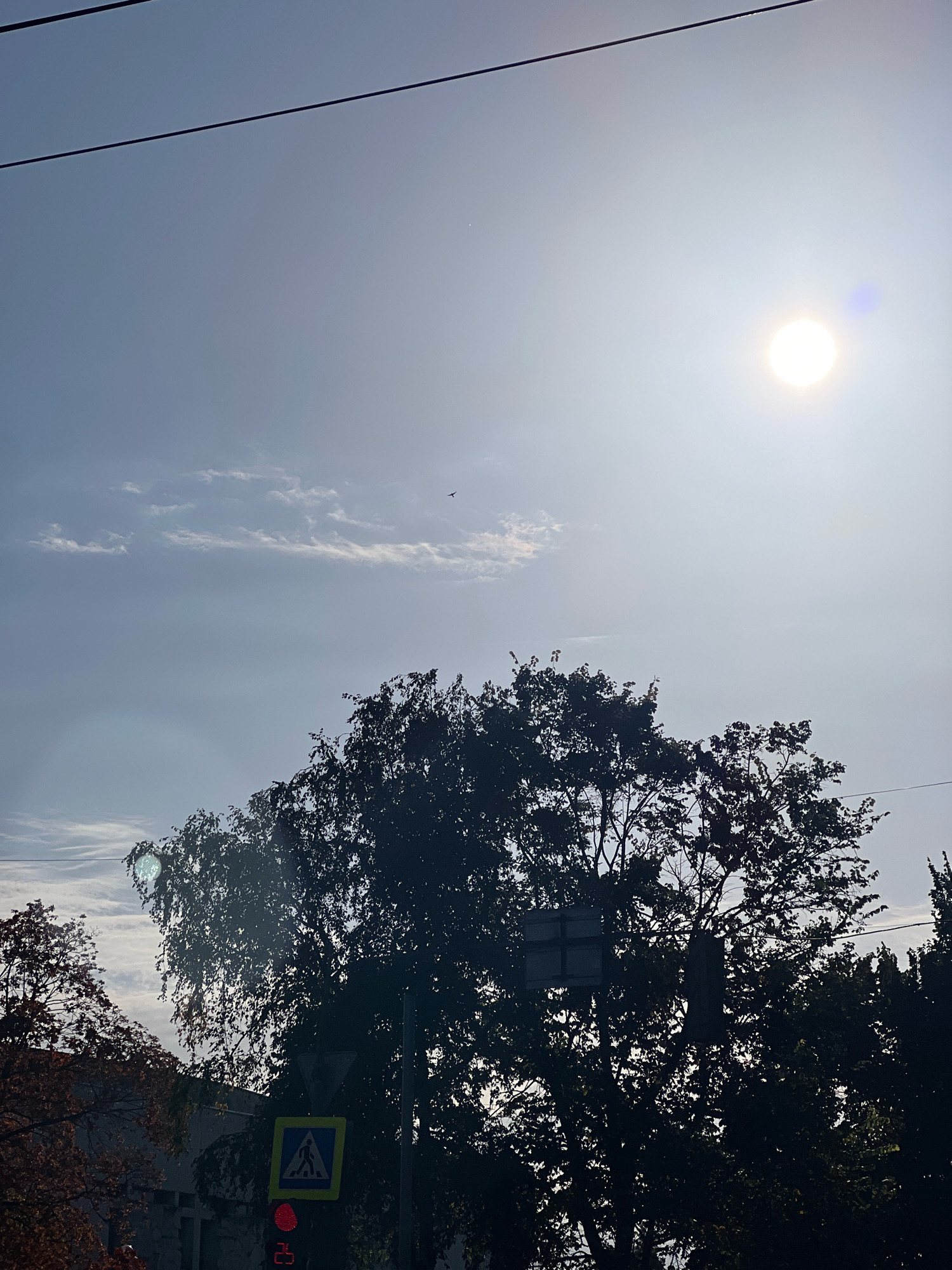 The image depicts an outdoor scene during the day, likely in a city, under a bright, partially obscured sun. The sky is a pale blue with wispy clouds. Two dark power lines run horizontally across the top of the frame. In the foreground, silhouetted against the bright sky, are the dense foliage of several trees, obscuring much of the background. A pedestrian crossing sign with a blue background and a white silhouette of a person walking is visible, accompanied by a traffic light showing red and a digital display of "25". A small bird is flying in the upper right quadrant of the sky. The overall impression is a sunny day with urban elements and natural overgrowth.