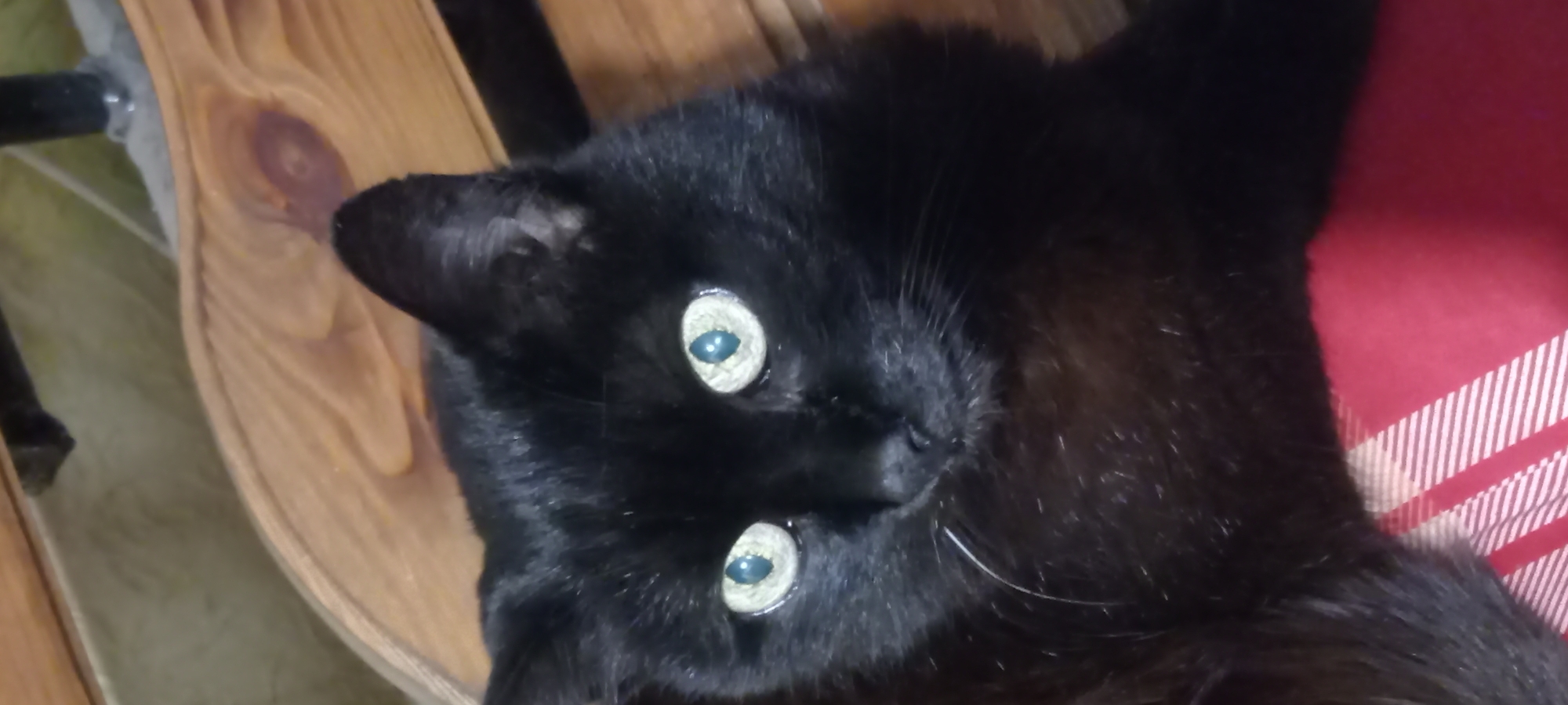 A black cat is prominently featured in a close-up, head-and-shoulders shot, looking directly into the camera. The cat possesses short, dense black fur across its face, head, and visible upper body. Its eyes are a striking light yellow-green with dark, vertically elongated pupils, reflecting a bright light source. White whiskers are visible extending from the left side of its muzzle. The cat's nose is dark and its ears are pointed and black.
The cat is positioned against a background that transitions from a light brown wooden surface with distinct grain patterns and a visible knot in the upper right, to a dark, indistinct area behind it. In the lower portion of the image, beneath the cat's chest, there is a red textile surface patterned with thin, diagonally oriented white stripes. The lighting suggests an indoor setting.