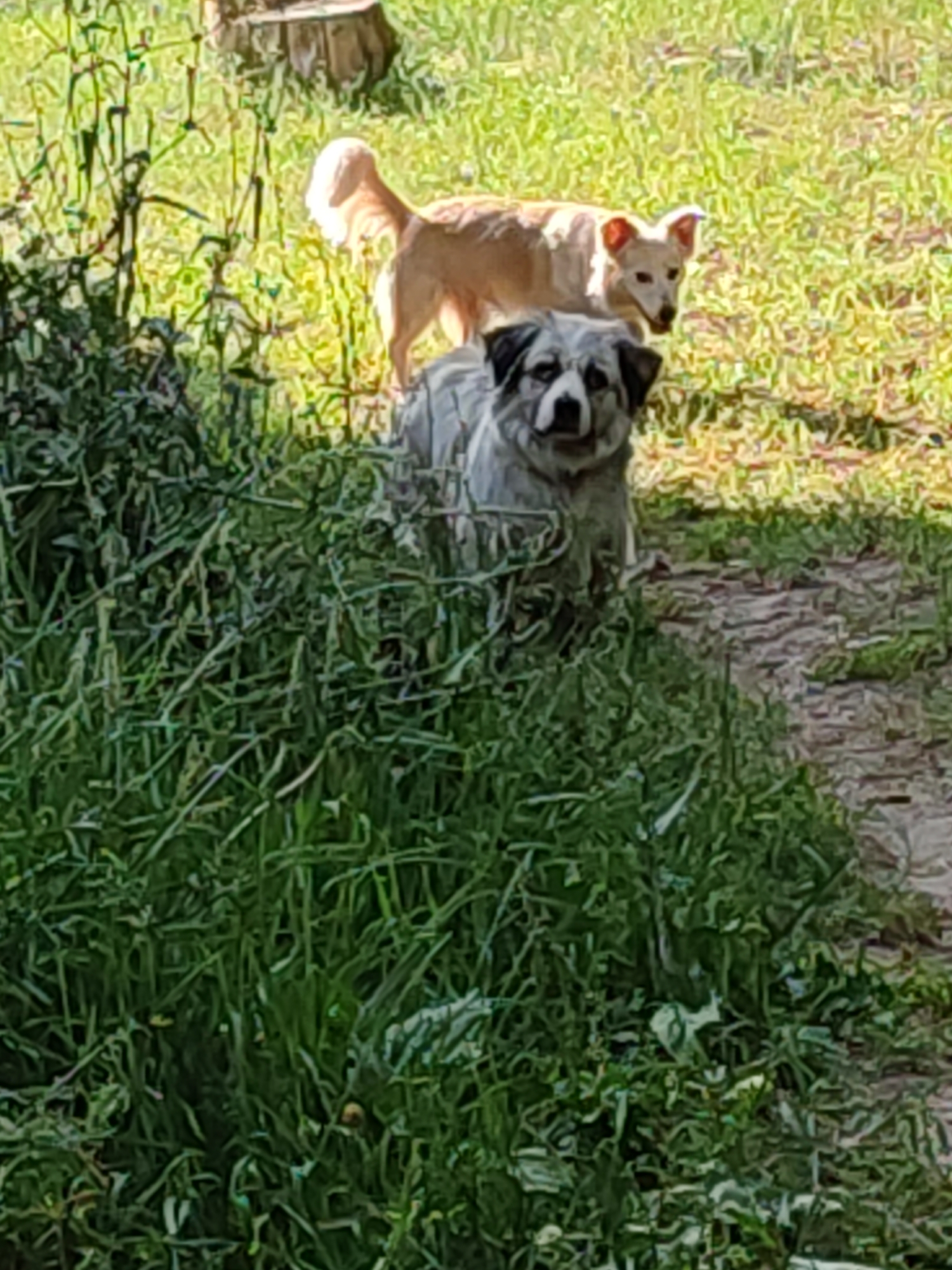 In Narowlya, Belarus, two dogs are the focus of this image. In the foreground, a medium-sized dog with mottled gray and white fur and dark markings around its eyes sits among tall green grass. Its gaze is directed forward, and its ears are perked. Behind and to the right of the first dog, a smaller, tan-colored dog stands facing forward with its ears slightly back. The background consists of a grassy area with dappled sunlight and what appears to be a tree stump. The setting is outdoors, likely a natural or semi-natural area.
