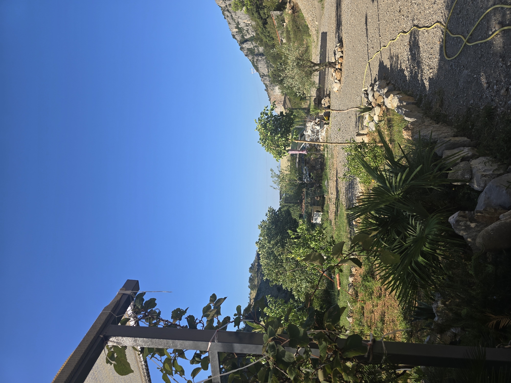 The image depicts an outdoor scene under a clear blue sky. In the foreground, to the left, is a metal post with a mesh covering and green leaves growing on it. To the right of the post, a gravel path runs along a low stone wall. A yellow hose is coiled on the gravel path, stretching from the right side of the image towards the center.
Beyond the path and wall, there is an area of green grass and sparse vegetation. Further back, there are several trees, some with rounded canopies and others more spindly. In the mid-ground, a small olive tree stands surrounded by stones, and a taller, leafier tree is positioned to its left. Behind the trees, there are some structures, including what appears to be a small white building and possibly some agricultural equipment.
The background features a sloping hillside covered in vegetation and rocks, leading up to a rugged, rocky mountain range with sheer cliff faces. The overall impression is a rural or semi-rural setting, possibly a garden or an agricultural area, with a mountainous backdrop. The lighting suggests it is daytime, likely morning or afternoon, given the strong shadows. There are no people visible in the image.