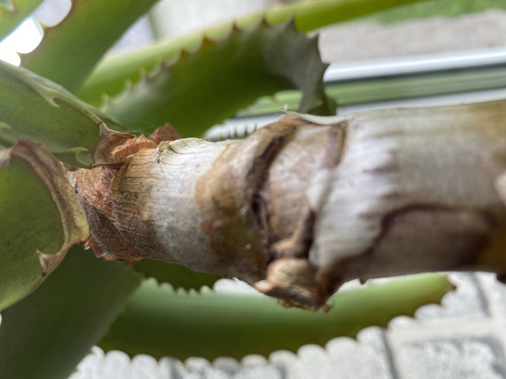 The image is a close-up, vertically oriented photograph of the woody stem of a succulent plant, likely an aloe vera. The stem is thick and appears aged, with dry, papery sheaths of old leaves clinging to its surface. These sheaths are brown and tan, contrasting with the pale green or whitish fleshy interior of the stem visible where the sheaths have dried and curled away. The surface of the stem shows ridges and indentations, indicative of where past leaves once emerged. Above the main focus of the stem, segments of bright green, fleshy leaves with serrated edges are visible. The background is blurred but suggests an outdoor environment, possibly a balcony or garden area, with hints of a brick wall on the left and a vertical element, possibly a window frame or another plant, on the right. There is no visible evidence of human presence or any specific identifiable location within the city of Им. Коняшина Снт, Russia. The lighting is natural, casting soft shadows.