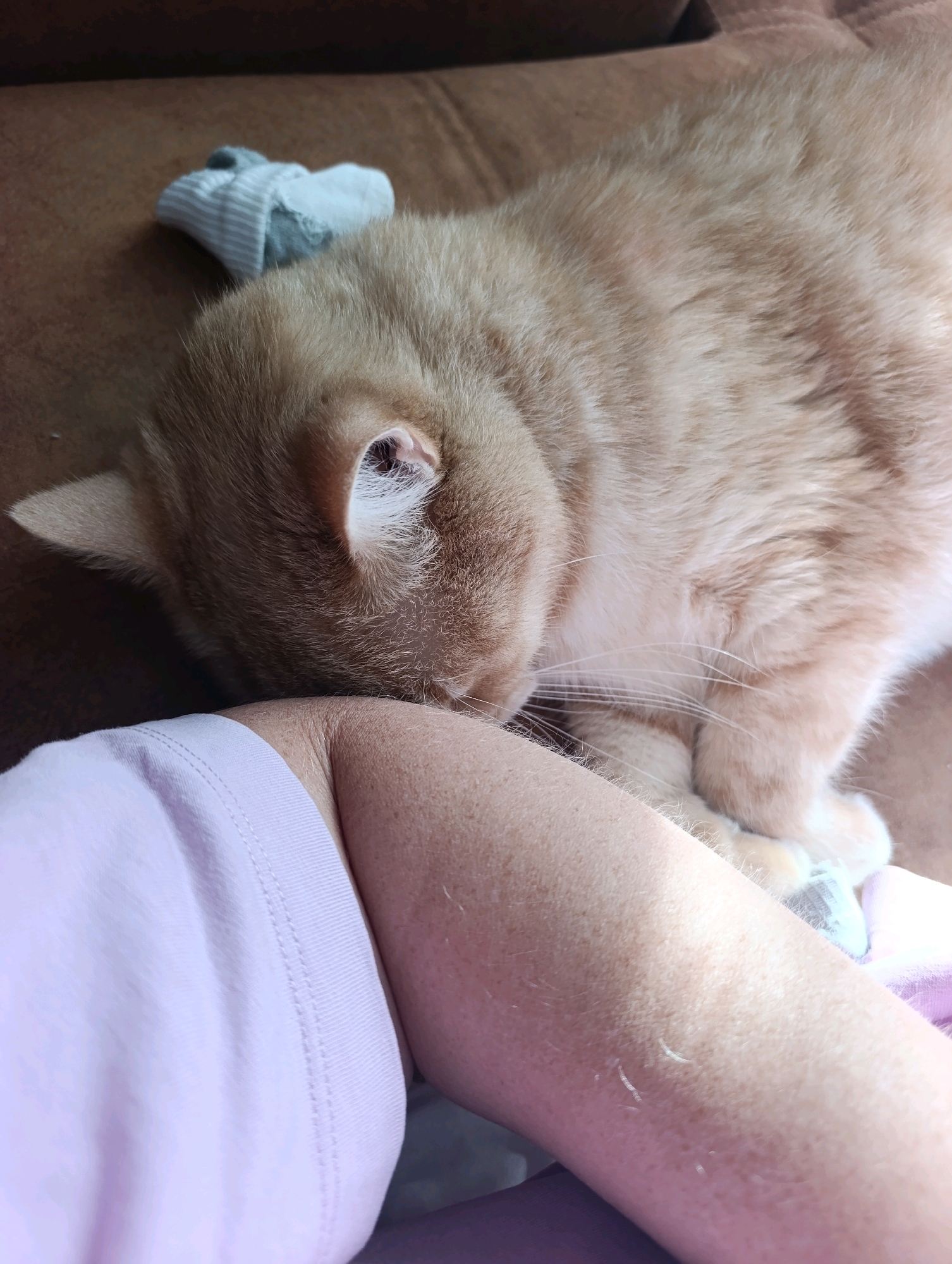 An orange tabby cat is resting its head on a person's arm, which is covered by a light purple t-shirt. The cat's fur is short and striped. A small, folded gray and white sock is visible on the brown couch behind the cat's head. The scene takes place indoors on a couch. The image does not provide any information about the city of Ivanovka, Russia.