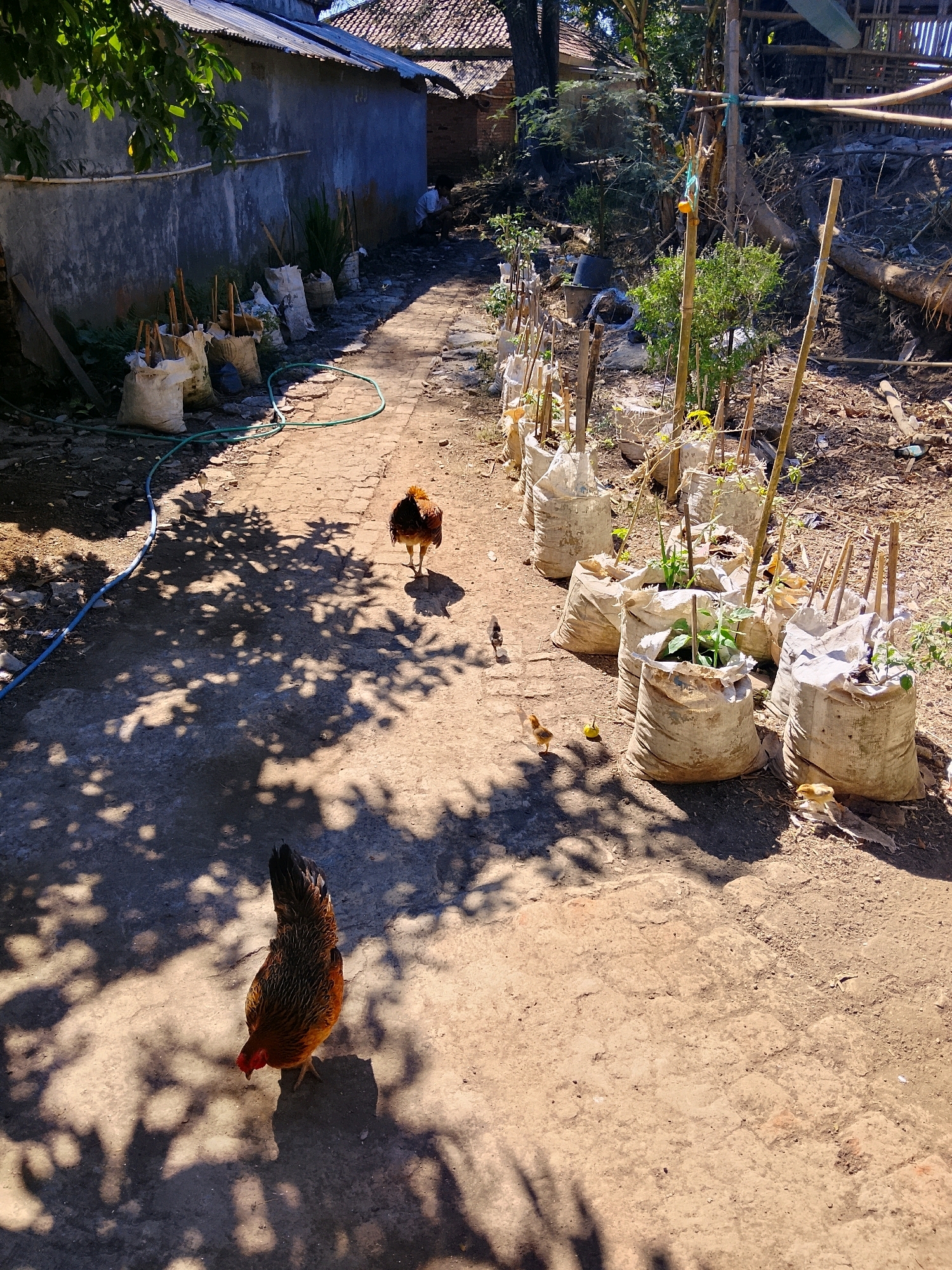 An outdoor, eye-level, medium shot captures a village path under a bright, sunny sky, casting dappled shadows from overhead foliage. Two chickens, one large and brown with black markings and a smaller, brown chick, traverse the dusty, uneven path. The large chicken is in the foreground, its head down as if foraging, while the chick is further back, walking away from the camera. Along the right side of the path, a row of large, white sacks, likely containing plants or soil, are propped upright, each with bamboo stakes. In the background, a grey, weathered wall with a corrugated metal roof extends to the left, with a person in a white shirt crouching near the end of the wall. To the right of the path, the ground is strewn with dry leaves, branches, and debris, suggesting an unkempt or natural environment. A green hose snakes across the path in the mid-ground. The overall scene depicts a rustic, rural setting.