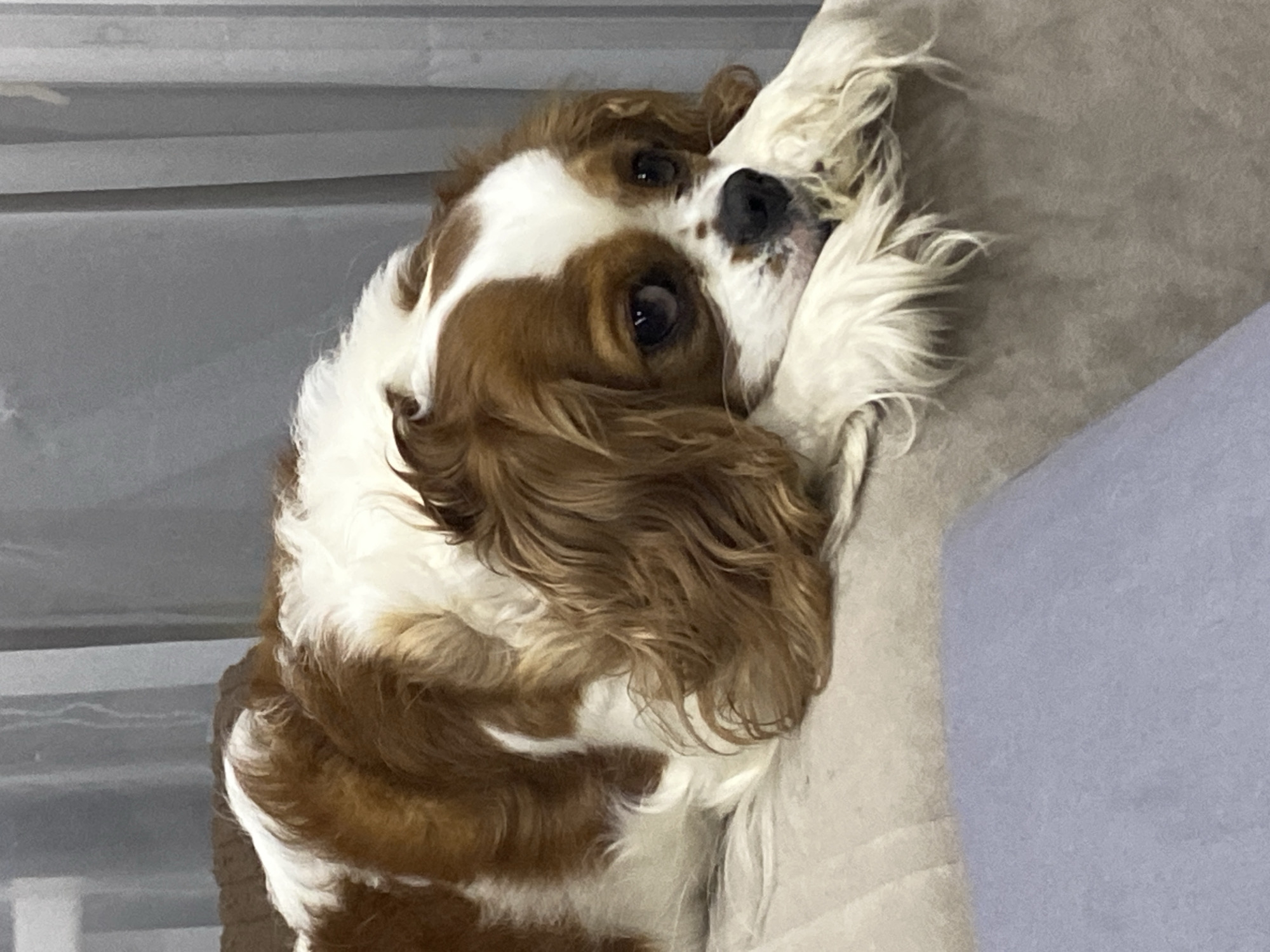A Cavalier King Charles Spaniel dog rests its head on a light brown couch, with its paws tucked beneath its chin. The dog has a white and brown coat, with brown markings around its eyes and ears. It is looking towards the right side of the frame with a slightly sad expression. In the background, sheer white curtains hang vertically, obscuring the view beyond. The lighting is soft and diffused. The scene appears to be indoors, likely in a residential setting.
