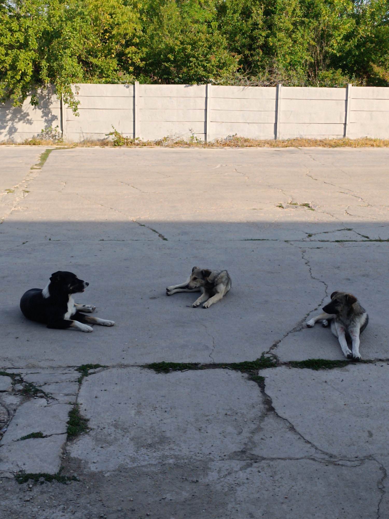 Three dogs are lying on a cracked concrete surface. One dog, black and white, is on the left, facing right. In the middle is a light brown dog. On the right is another light brown dog, facing left. A grey concrete fence runs across the background, with green foliage visible above it. The scene appears to be an outdoor area, possibly a yard or a vacant lot, in Târgu Jiu, Romania. The lighting suggests it is daytime, with shadows cast across the concrete.