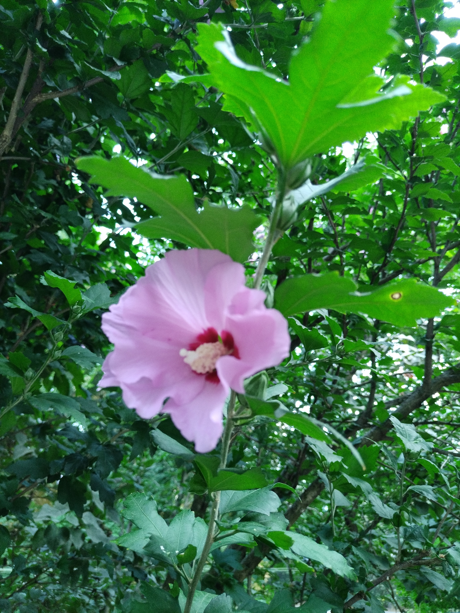 A close-up, eye-level outdoor shot features a single, light pink hibiscus flower in the foreground, slightly blurred. The flower has delicate, ruffled petals and a prominent, deep red center with white stamens. It is attached to a green stem, surrounded by lush green foliage. The background is densely packed with more green leaves and branches, creating a natural, somewhat shadowed environment. There is no evidence of human presence or man-made structures in the image. The scene appears to be a garden or a park.