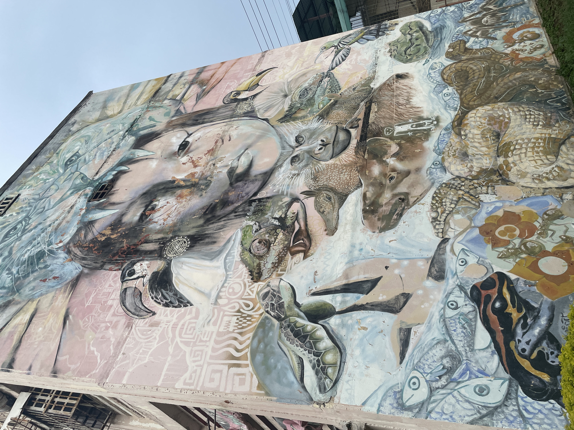 The image shows a large, vibrant mural painted on the side of a building. The mural depicts a collection of animals and a human face, possibly symbolizing nature and humanity's connection to it. Among the depicted animals are a turtle, lizards, a monkey, fish, frogs, and a bird. The human face, rendered in a somewhat abstract style, appears to be looking downwards. The building itself is tall and appears to be made of concrete, with some visible metal structures and windows. The mural covers a significant portion of the building's exterior. The background consists of a cloudy sky, and some electrical wires are visible on the right side of the image, along with another building. The overall style of the mural is realistic with elements of fantasy, and the colors are varied and rich. This mural is located on the façade of the "Museo Aeronáutico de Maracay" (Aeronautical Museum of Maracay) in Maracay, Venezuela.
