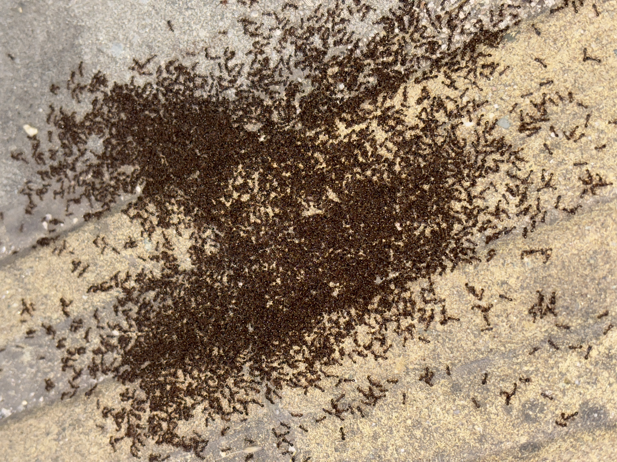 The image displays a dense aggregation of thousands of small, dark-brown to black ants clustered on a light-colored, granular paved surface. The main concentration of ants forms an irregular, somewhat heart-shaped mass in the center of the frame, with individual ants and smaller groups dispersing outwards across the textured ground. The surface exhibits variations in tone, from light beige to grey, indicative of concrete or a similar material, with fine-grained texture visible. No people or other objects are present. This scene is located in the city of Sofia, Bulgaria.