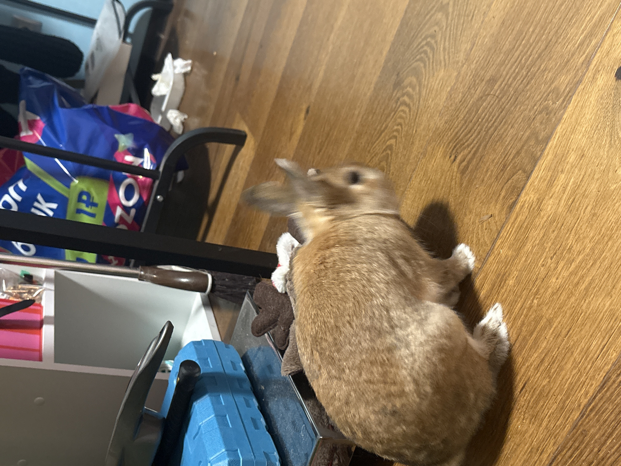 An indoor photograph captures a light brown rabbit in mid-motion on a wooden floor. The rabbit, with visible white paws, is positioned towards the center-right of the frame, with its head and ears blurred due to movement, suggesting activity or play. It appears to be interacting with a small, dark brown plush toy, possibly shaped like a reindeer, which is partially obscured underneath its body.
To the left of the rabbit, a black metal frame, resembling a shelf or cart, is prominent. Within and around this frame, various objects are stored. These include a bright blue and pink shopping bag from the online retailer Ozon, featuring the text "OZON" and "РУБ" (indicating Russian Ruble currency) in Russian. Other items include a screwdriver with a brown handle, a blue textured plastic case, a metal tool with a sharp, curved end, a clear bag containing small gold-colored hardware, and some pink rectangular objects. On the wooden floor in the background, a few pieces of crumpled white paper or tissues are visible.
The setting appears to be a casual, lived-in indoor space, possibly a home, characterized by the light brown wooden plank flooring. The visible Russian text on the Ozon bag is a key detail, strongly aligning with the provided location context of Ореховка, Russia. The scene conveys a sense of a pet exploring its environment, with a hint of playful energy.