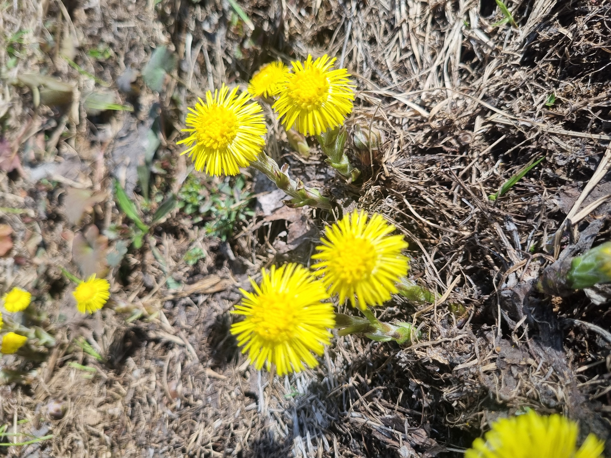 This image shows a cluster of yellow flowers, specifically Coltsfoot (Tussilago farfara), growing on a bed of dead grass and other organic matter. The flowers are in various stages of bloom, with some fully open and others just starting to emerge. The ground appears to be dry and somewhat barren, suggesting early spring conditions. It is not possible to determine the location in Kemul, Russia from the image alone.