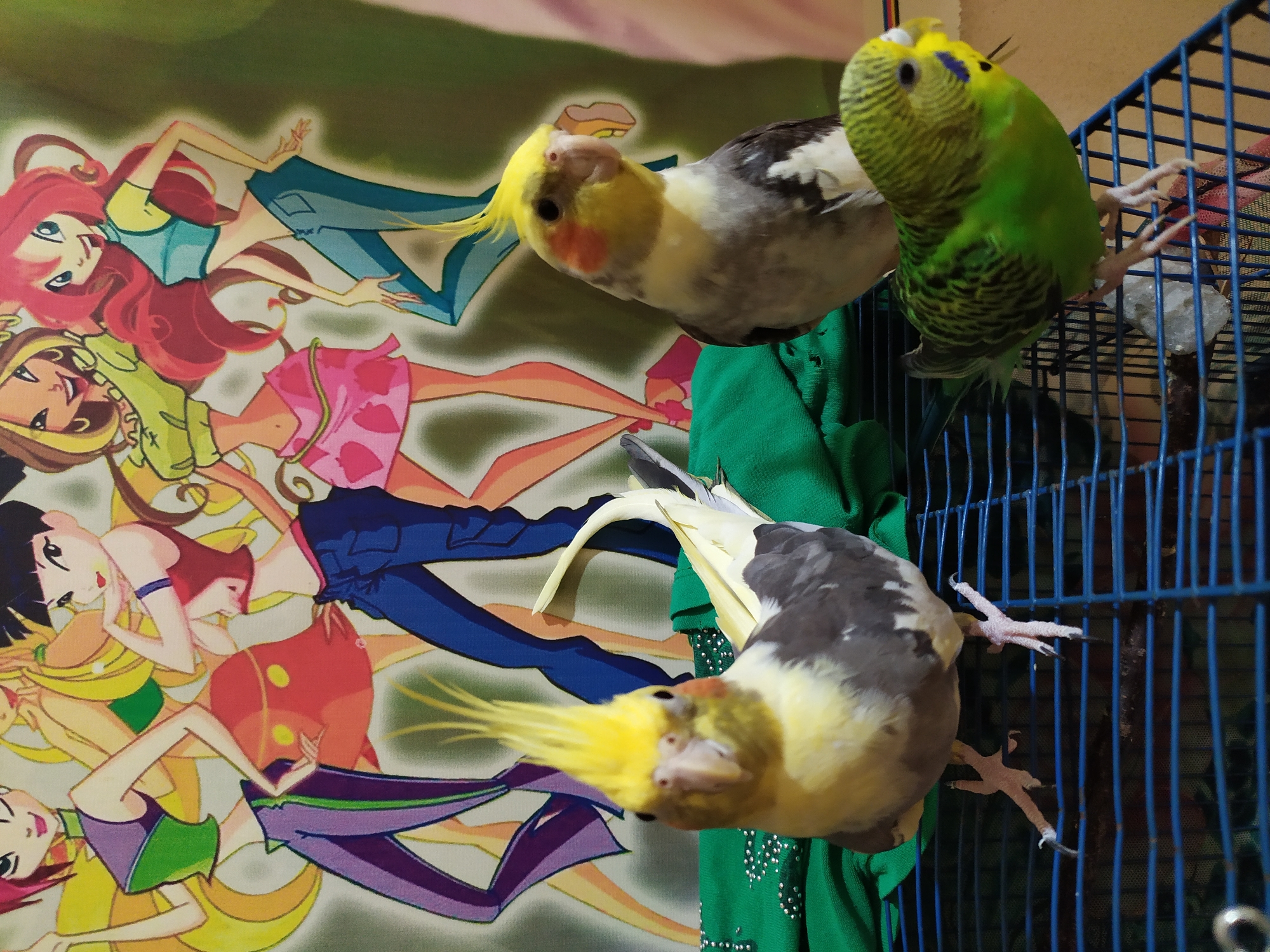 A cockatiel and a budgie are perched on a blue metal cage in front of a backdrop featuring cartoon characters. The cockatiel in the foreground is facing the camera, displaying its yellow crest and white and gray plumage. To its right, another cockatiel is partially visible, also facing right. In the lower right of the frame, a green budgie is perched on the cage, looking towards the right. The background features animated figures with colorful clothing. The scene appears to be indoors. The location is not specified as Bilajari, Azerbaijan.