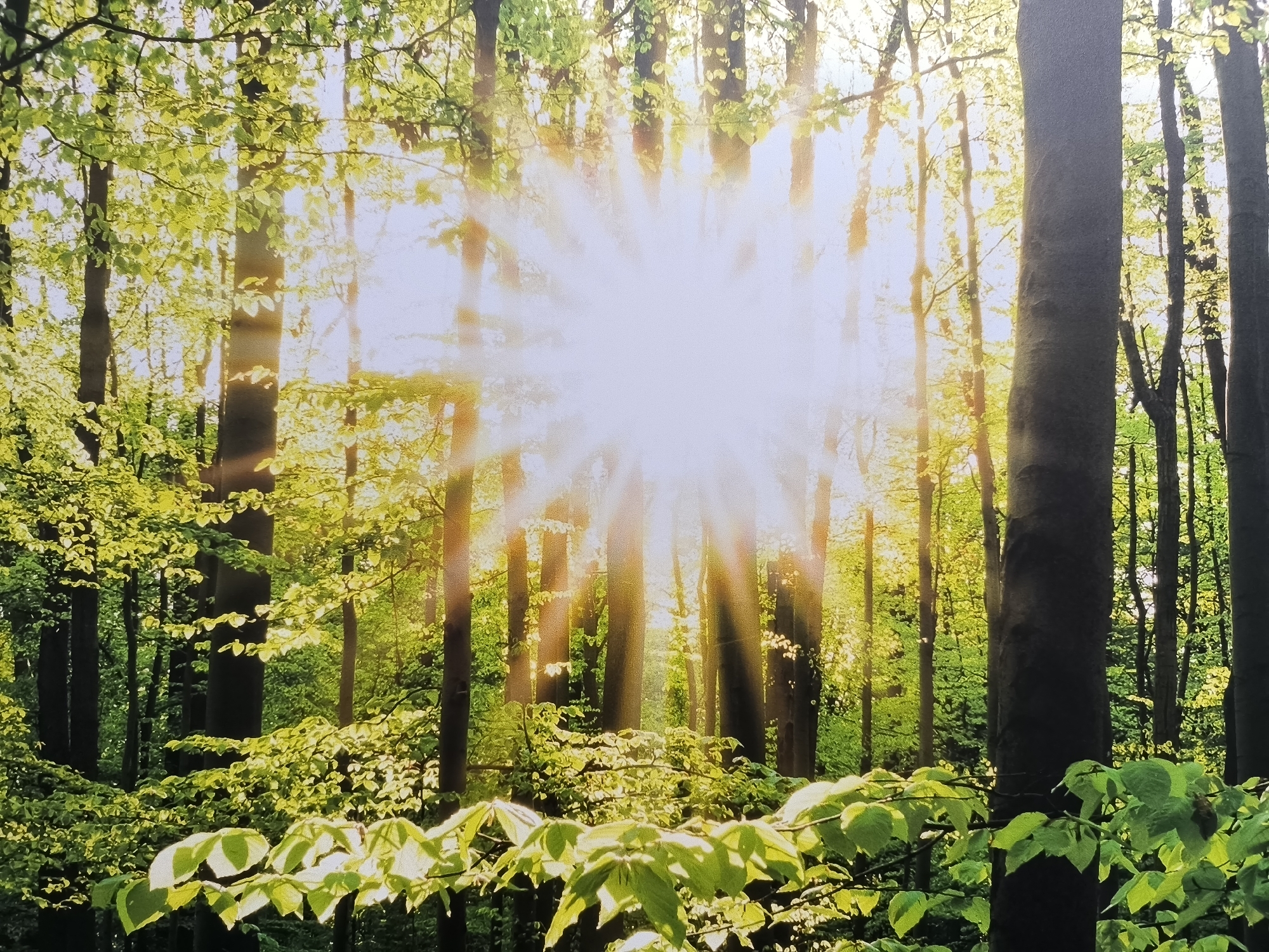 The image depicts a dense forest scene illuminated by bright sunlight filtering through the trees. The sun, positioned in the upper center of the frame, creates a starburst effect with rays of light extending outwards. The trees are tall and slender, with their trunks varying in thickness and color, ranging from dark brown to grey. The foliage is a vibrant green, with many leaves catching the sunlight, giving them a luminous quality. In the foreground, there are several branches with lush green leaves, some of which are partially silhouetted against the bright background. The overall impression is one of natural beauty and tranquility. This image is part of a mural on the exterior wall of the Wertingen community center, a public building in the city of Wertingen, Germany.