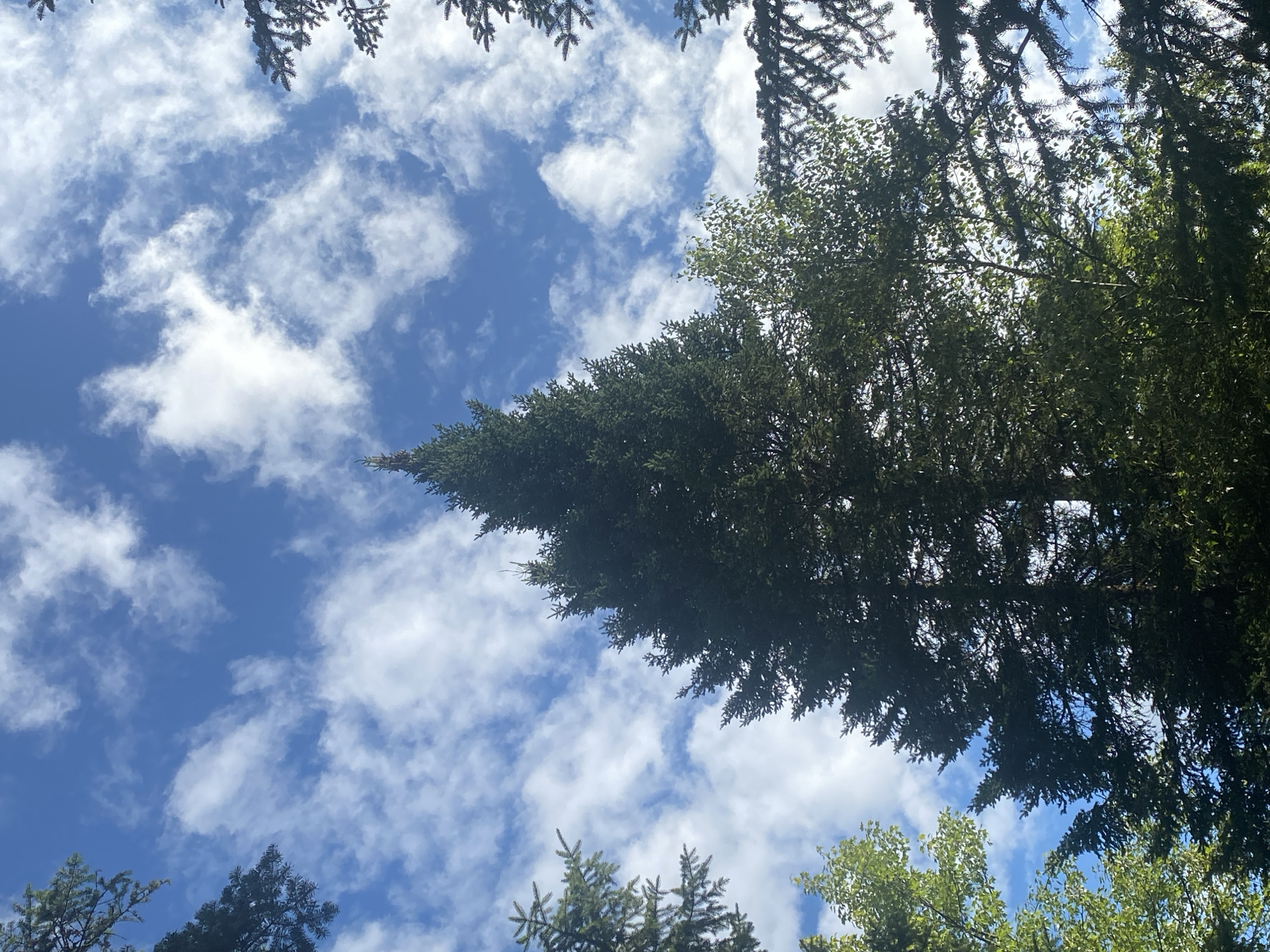 The image captures a view looking upwards through a forest canopy towards a bright blue sky dotted with white, wispy clouds. Dominating the center of the frame is a tall, dark green evergreen tree, its conical shape sharply defined against the sky. To its left, a lighter green deciduous tree shows its leafy branches. On the far right and upper left, the dark green needles and branches of other evergreen trees frame the scene. The lighting suggests it is daytime, with sunlight filtering through the leaves and highlighting the textures of the clouds and foliage. The environment appears to be a natural woodland, possibly a park or forest area. Given the context, this scene could be located in Saint-Gabriel-de-Valcartier, Canada, a region known for its natural beauty and forested landscapes. There are no people or visible human activity in the image.