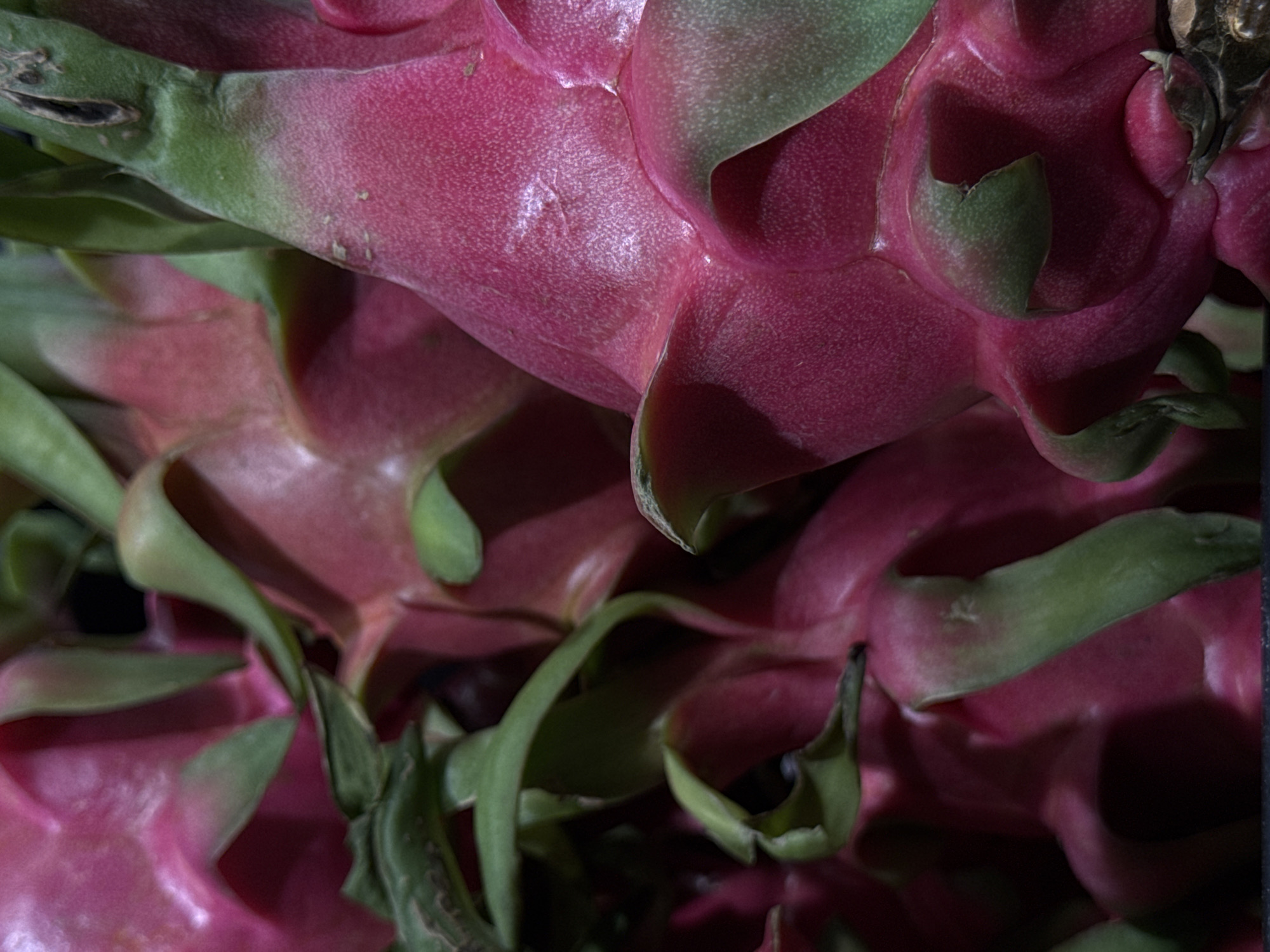 A close-up, low-angle shot features a pile of ripe dragon fruits. The fruits are predominantly vibrant pink with green, leaf-like scales, and their bumpy texture is visible. The lighting casts shadows, highlighting the contours and curves of the fruits. The background is dark and out of focus, with hints of other dragon fruits and green foliage. The image does not contain any discernible landmarks or environmental cues to indicate a specific location within Moscow, Russia.