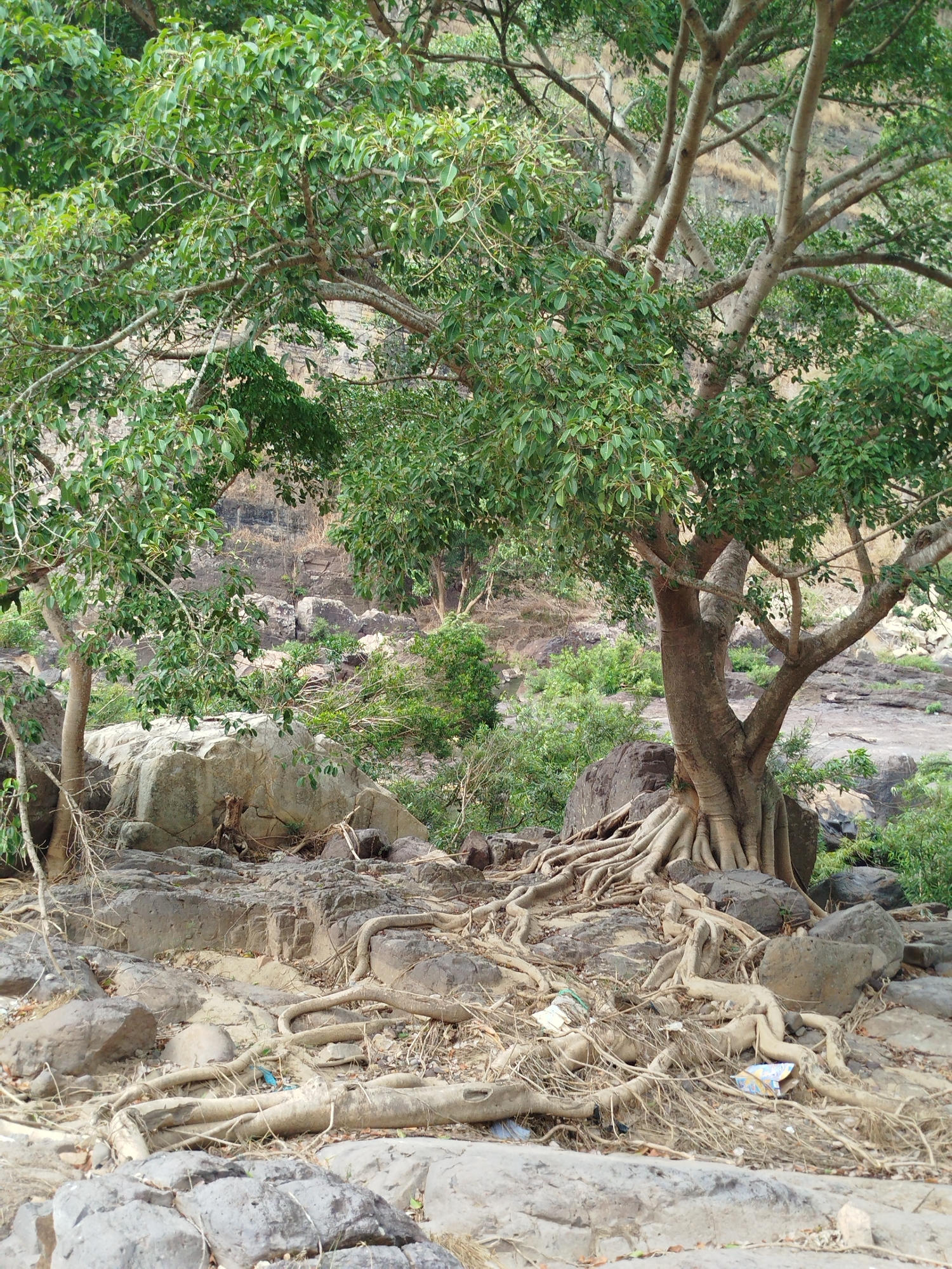 The image depicts a rocky, wooded area in Tân Phú, Vietnam. Dominating the foreground is a large tree with extensive, exposed roots spreading across the rocky terrain. The tree has green foliage. A smaller tree stands to the left. The ground is covered with rocks, roots, and some scattered litter. In the background, a steep, rocky hillside is partially visible through the trees.
