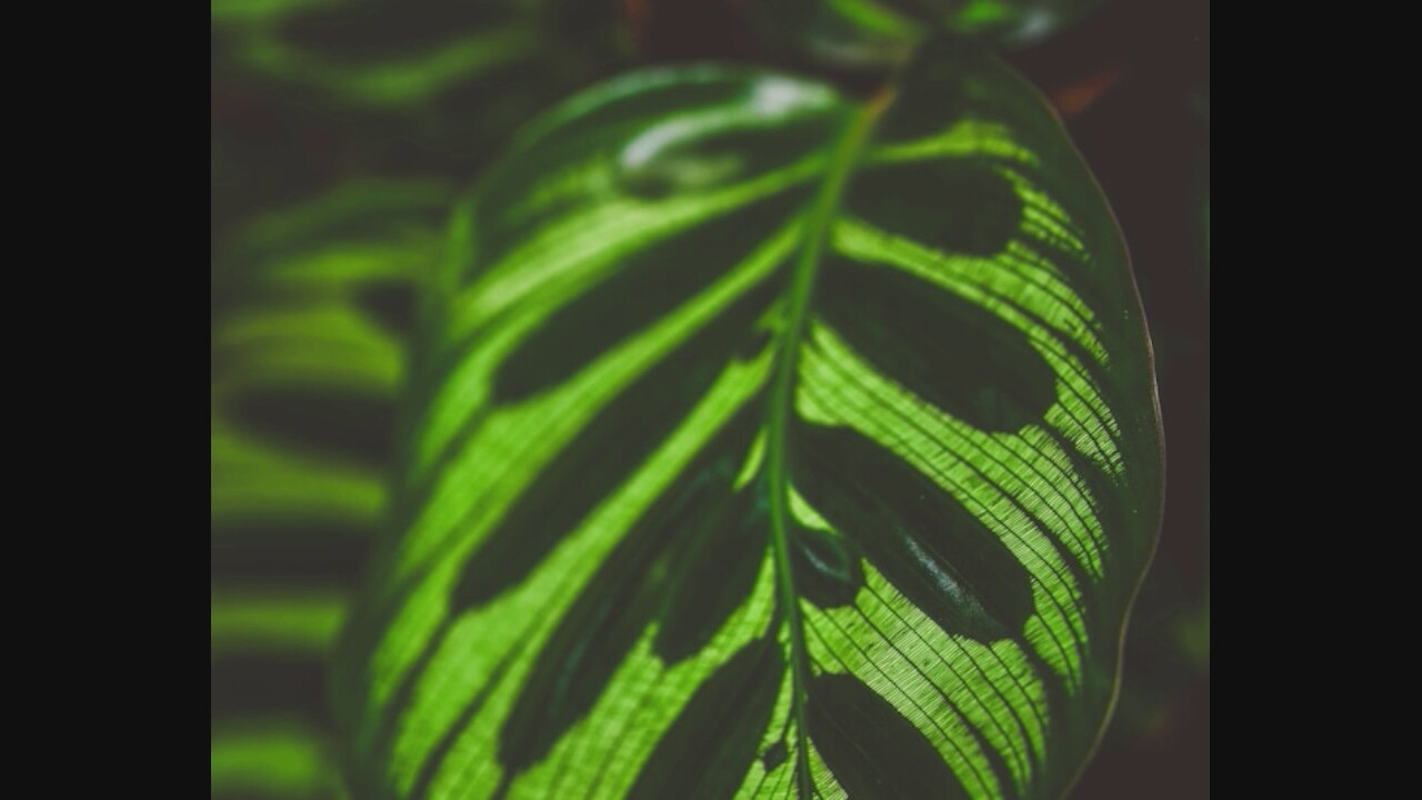 The image is a close-up, macro shot of a vibrant green leaf with striking dark green stripes. The leaf exhibits prominent venation, with fine, parallel lines running across its surface, creating a textured appearance. The light source appears to be behind the leaf, illuminating the translucent veins and highlighting the contrast between the lighter green stripes and the darker, opaque ones. The leaf's edge is softly curved, and the overall composition is dominated by the intricate patterns and rich green hues. The background is dark and out of focus, suggesting the leaf is part of a larger plant or foliage. The image is in portrait orientation.