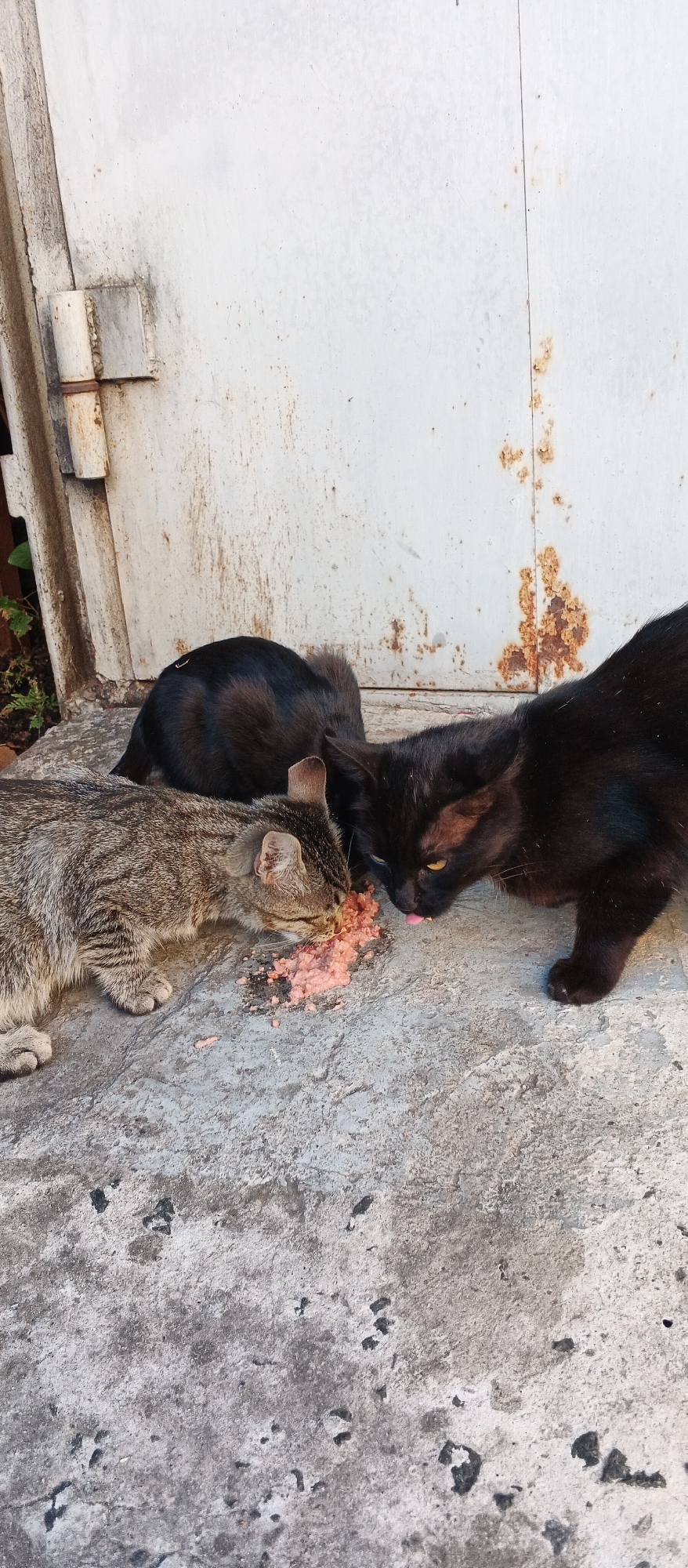 Three cats are eating from a pile of pink food on a concrete surface in front of a rusty metal door. The cat on the left is a tabby with grey and brown stripes. The cat in the middle is black and its back is visible. The cat on the right is black with yellow eyes and is licking its lips. The door appears to be a garage door and has hinges on the left side. There is some vegetation visible on the left side of the image. The ground is made of rough, grey concrete with some dark patches. This scene is located in the city of Smila, Ukraine.