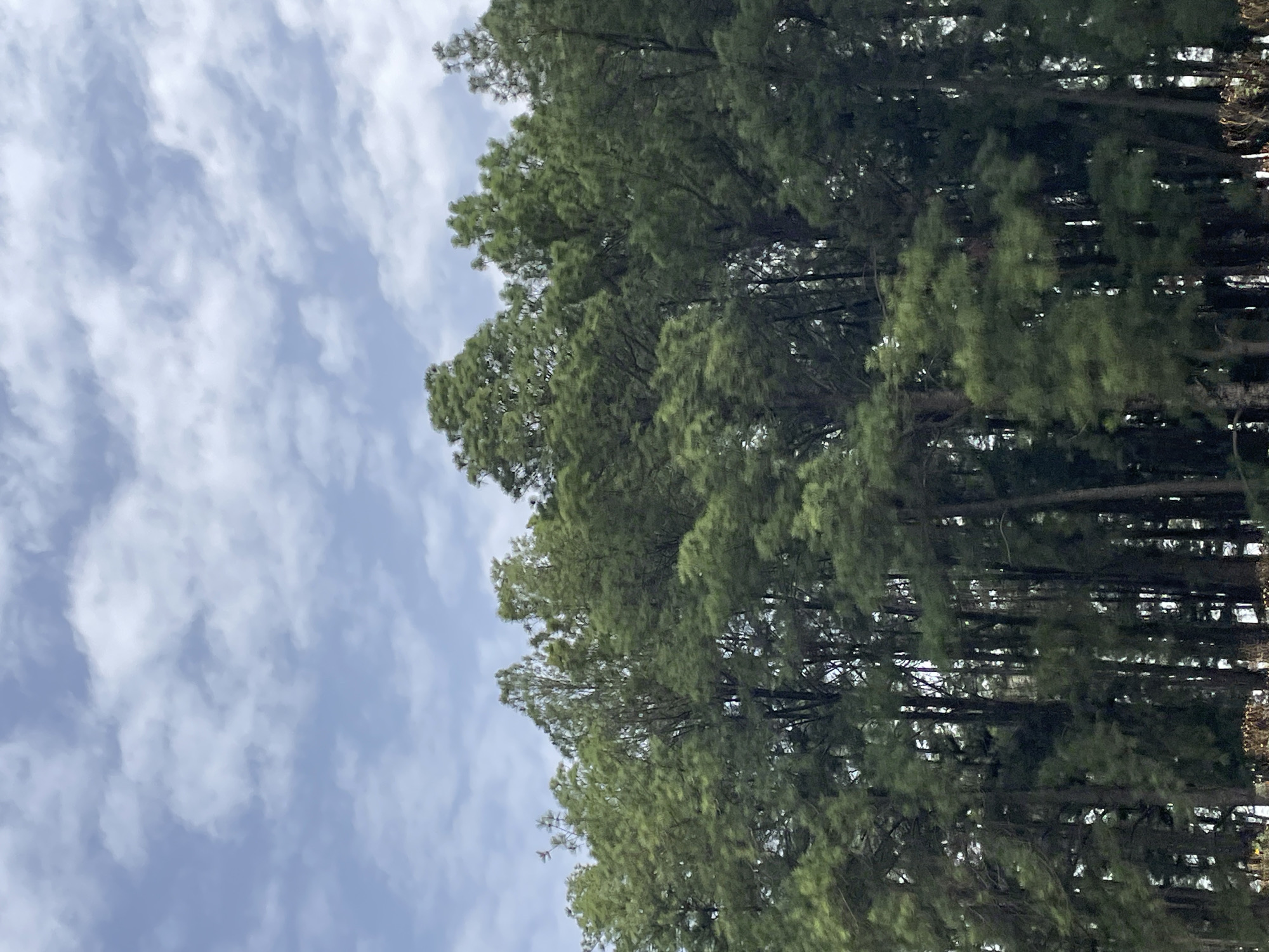 The image depicts a view of trees against a sky filled with clouds, possibly located in Jos, Nigeria. The focus is on the green foliage of the trees that dominate the right side of the frame, reaching towards the sky. The sky is visible on the left, filled with a pattern of blue and white clouds. The trees appear dense and lush, obscuring a clear view of anything further in the background. The picture seems to be taken at an upward angle, capturing the height and fullness of the trees. There are no people visible in the image.