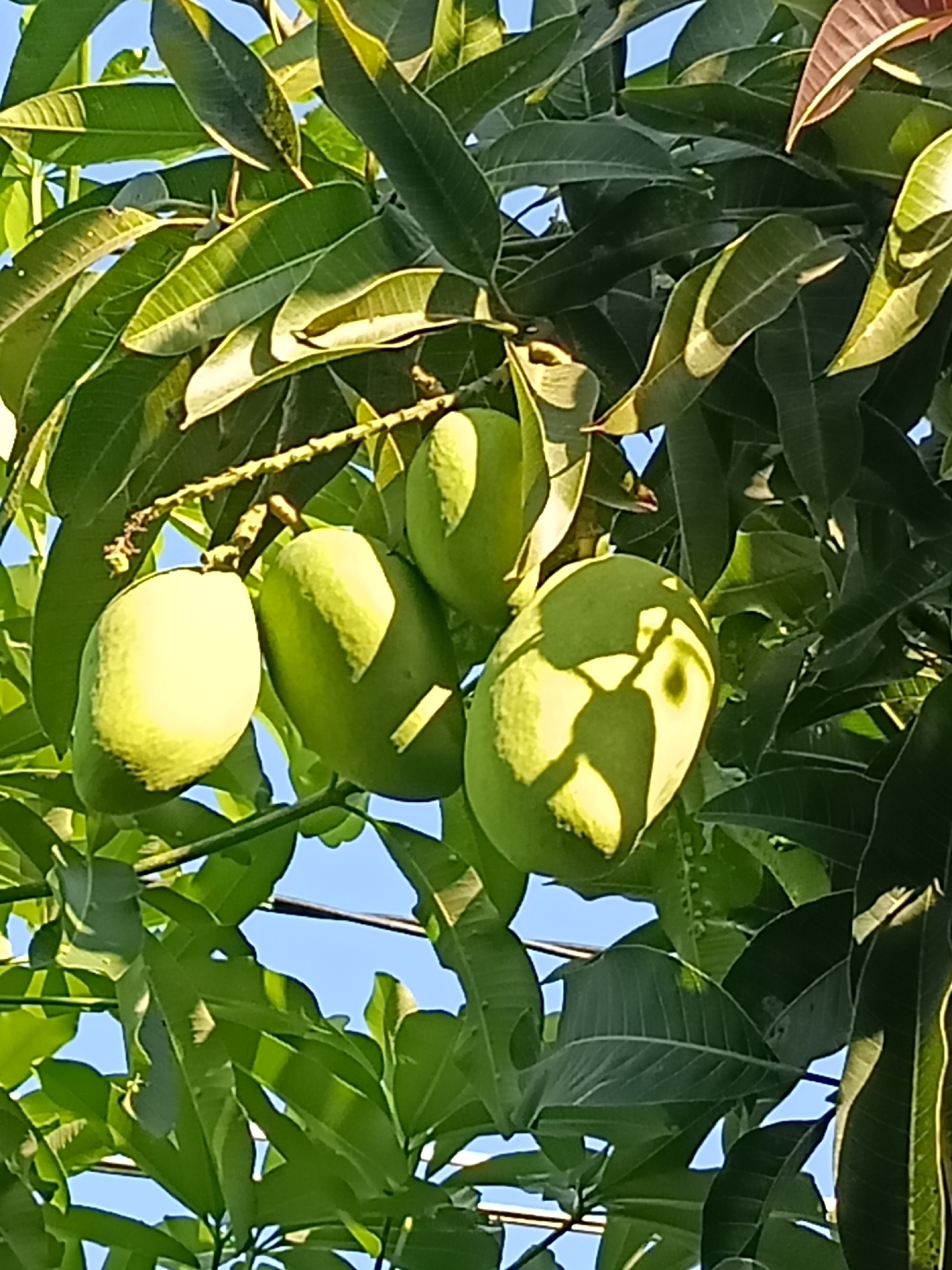 The image shows a close-up view of a mango tree with several unripe green mangoes hanging from its branches. The mangoes are varying in size and are illuminated by sunlight, casting shadows on some of them. The leaves of the tree are lush green, with some reddish tinges on a few of the younger leaves at the top right. The background is a clear blue sky. The scene appears to be an outdoor environment, likely a garden or orchard within Kediri City, Indonesia, given the context provided. There are no people visible in the image. The focus is on the developing fruit and foliage of the mango tree.