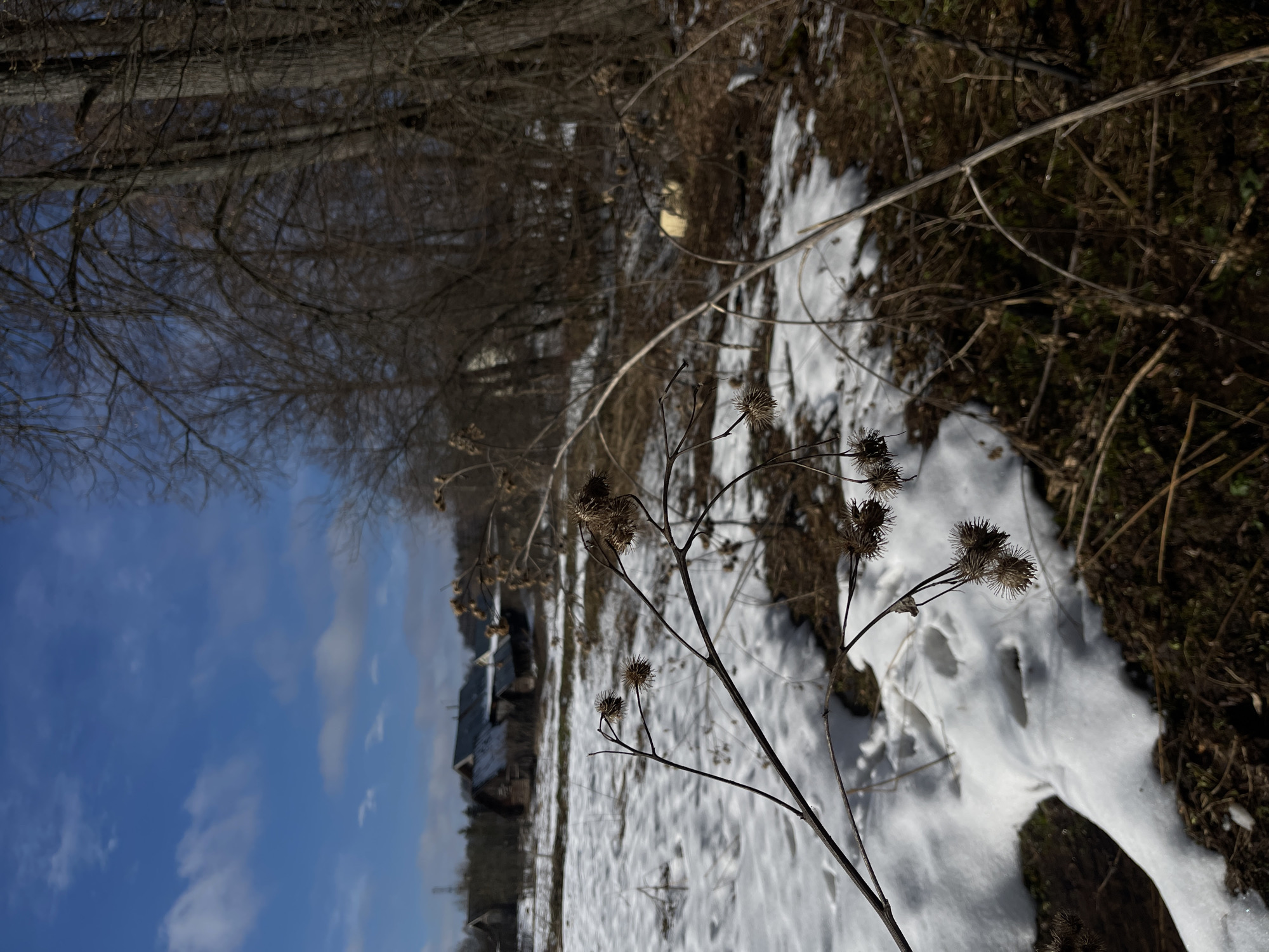 The image depicts a winter scene, likely in Zhigalki, Russia. Snow covers the ground with patches of exposed dirt and vegetation. In the foreground, a dried burdock plant stands prominently, its thorny seed heads silhouetted against the snowy backdrop. Beyond the burdock, a building is visible in the distance. Bare trees line the horizon. The sky is blue with some wispy clouds.